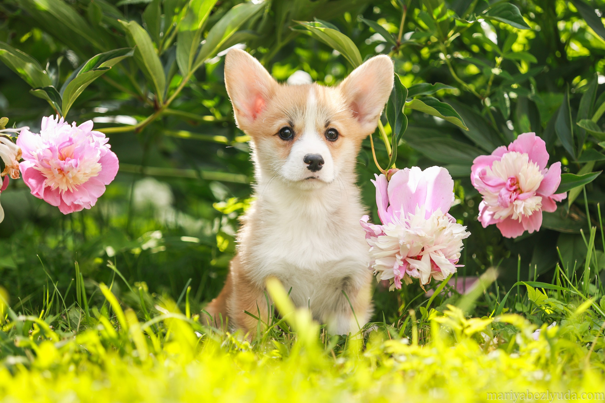 Щенки. Семейный и детский фотограф в Москве Мария Быкова