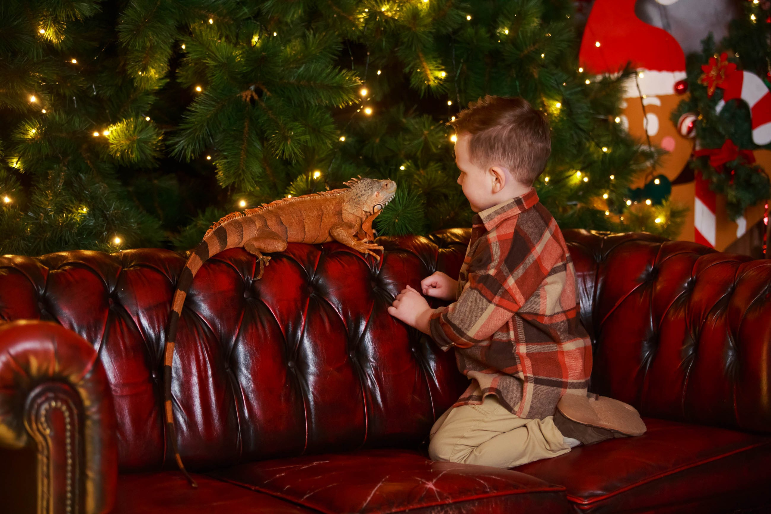 Фотосессия с игуаной символ года Дракона. Семейный и детский фотограф в Москве Мария Быкова