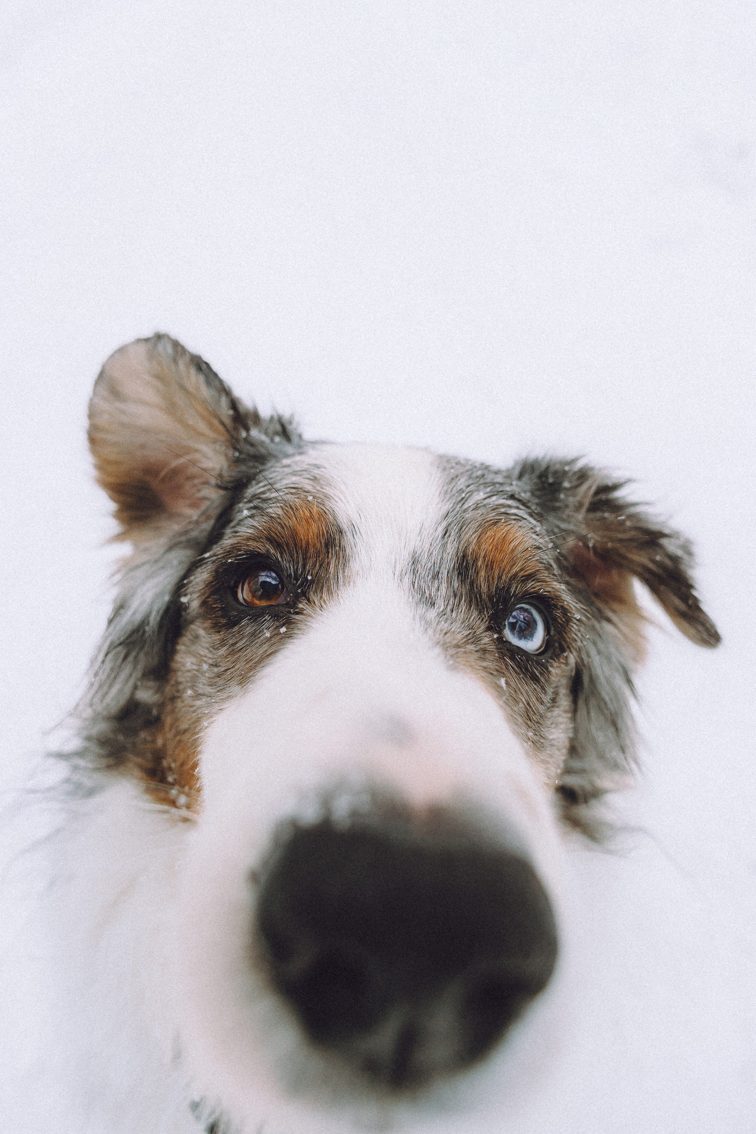 Лена, Принц и Фенек