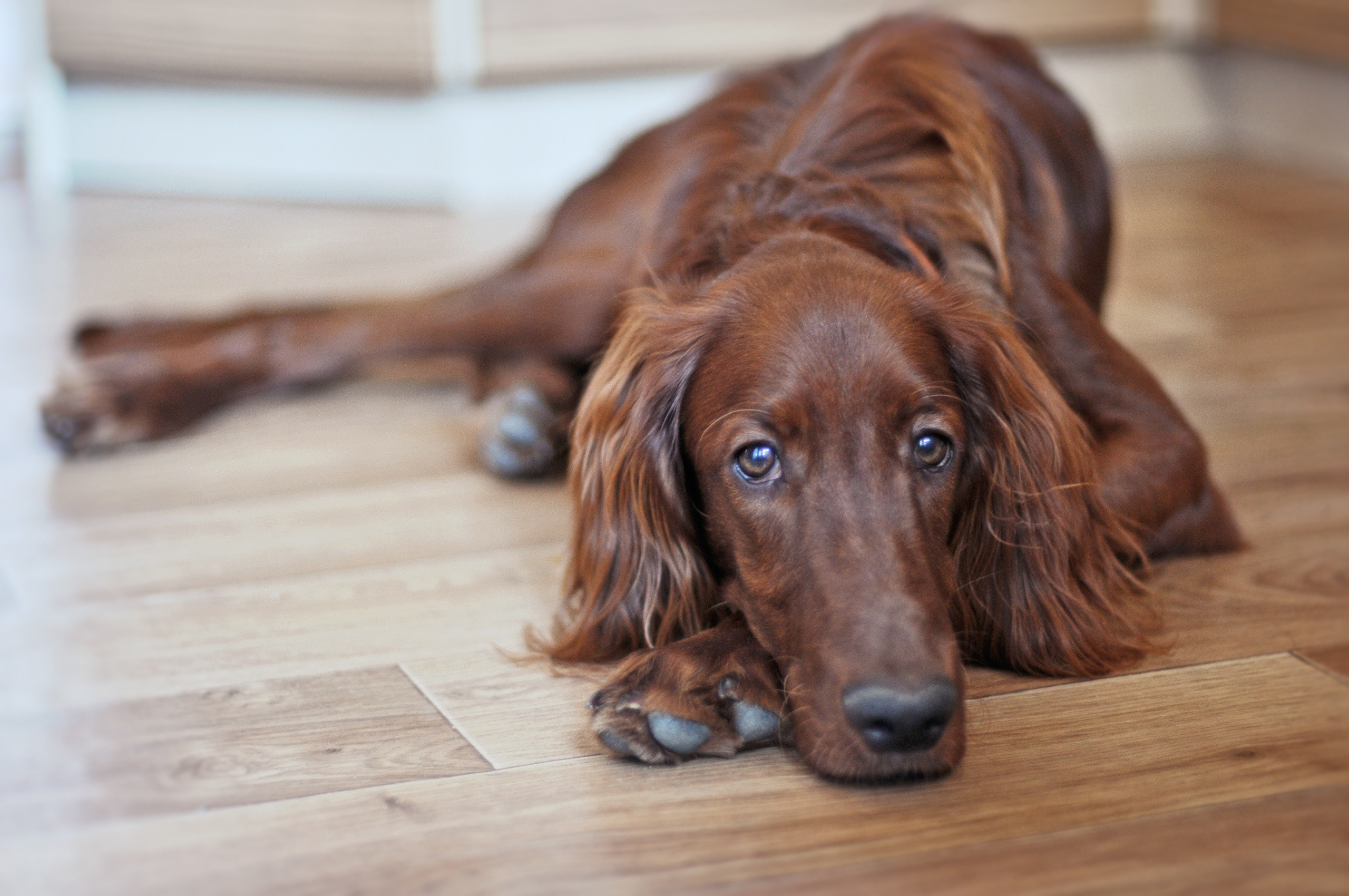 Фото собаки