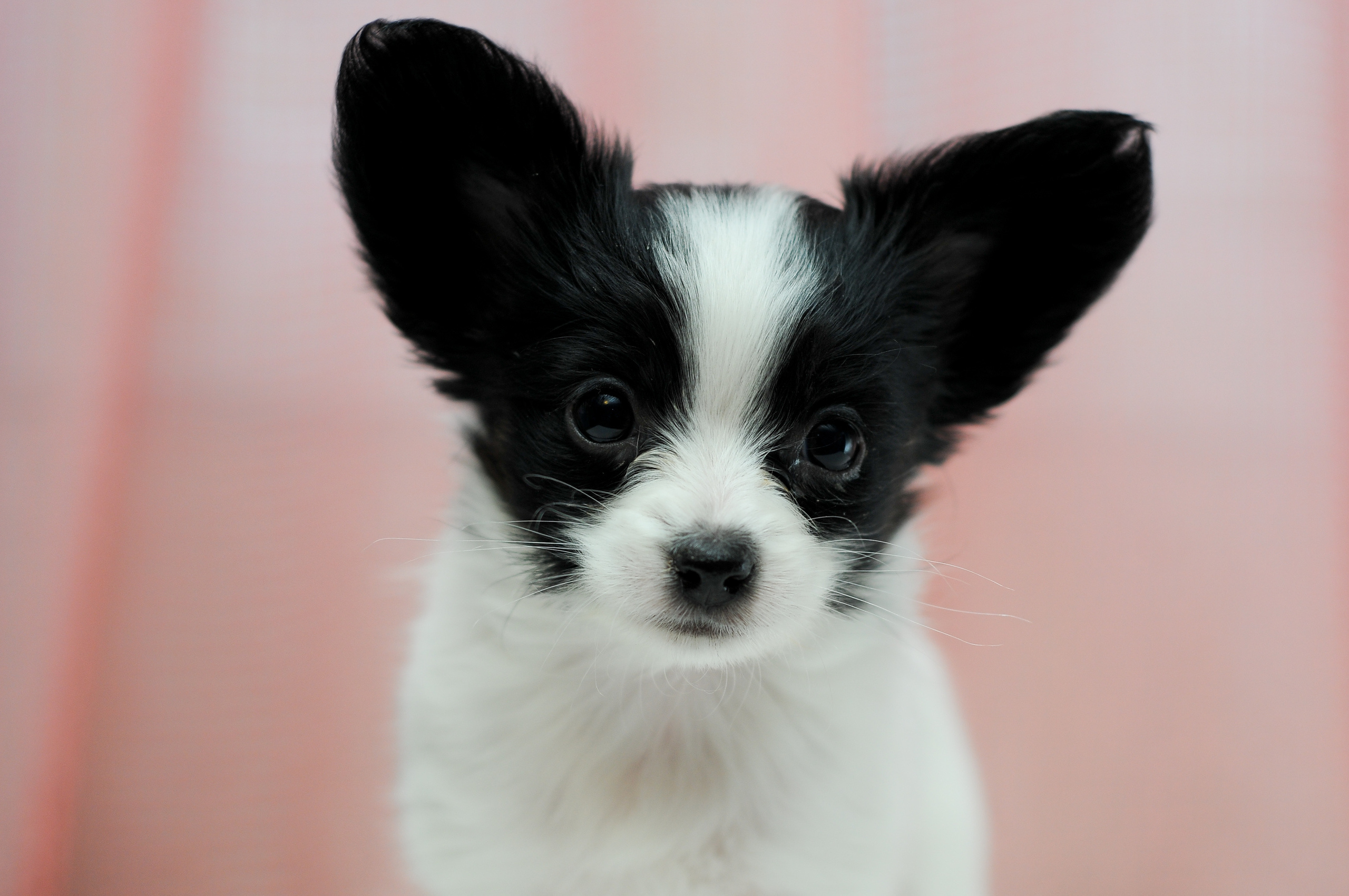 Продажа щенков фото