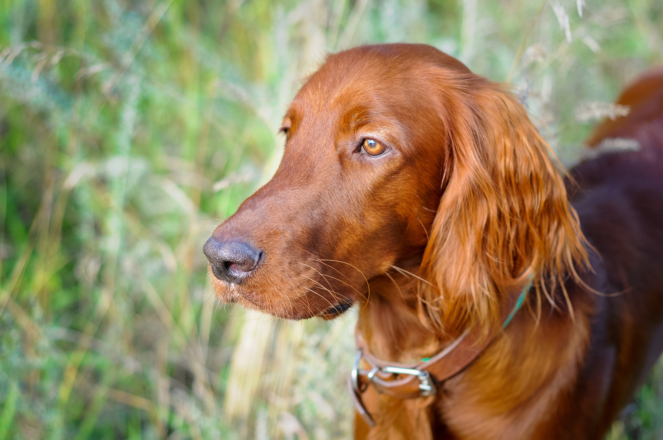 Фотографии домашних питомцев на природе.