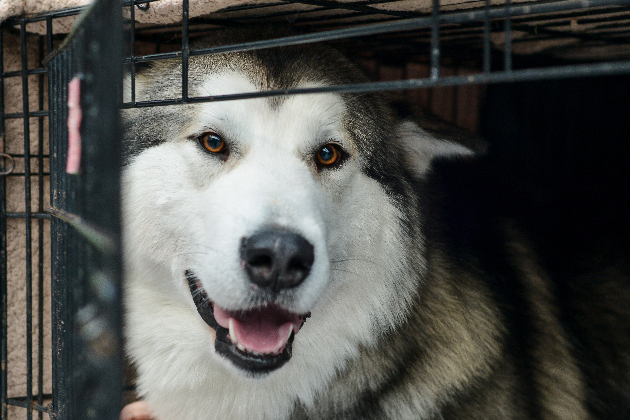 Фотографии с выставки собак