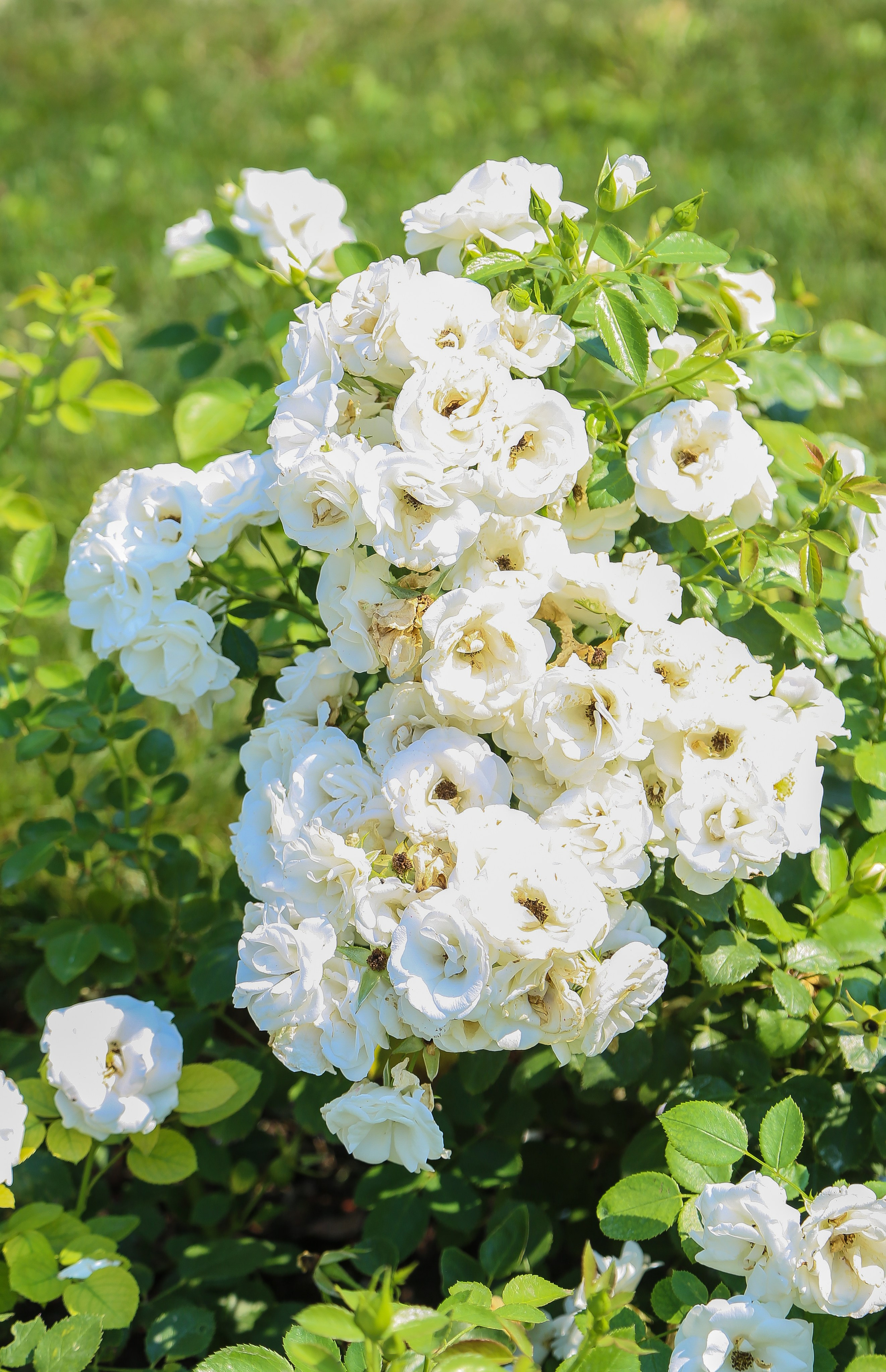 Австрия: Баден. Дарья Письменюк / Darya Leitstern — фотограф, музыкант, журналист, путешественник