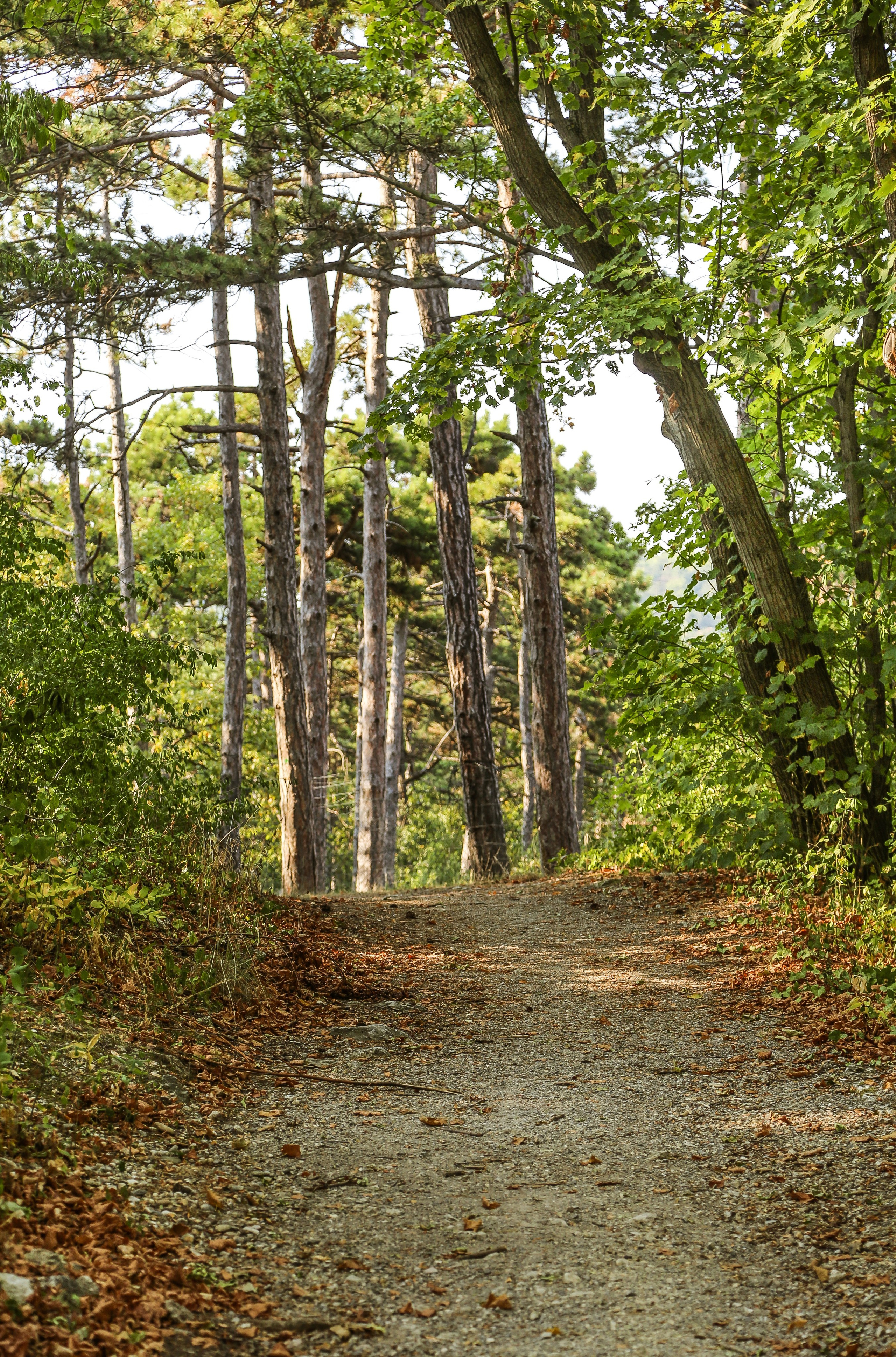Австрия: Баден. Дарья Письменюк / Darya Leitstern — фотограф, музыкант, журналист, путешественник