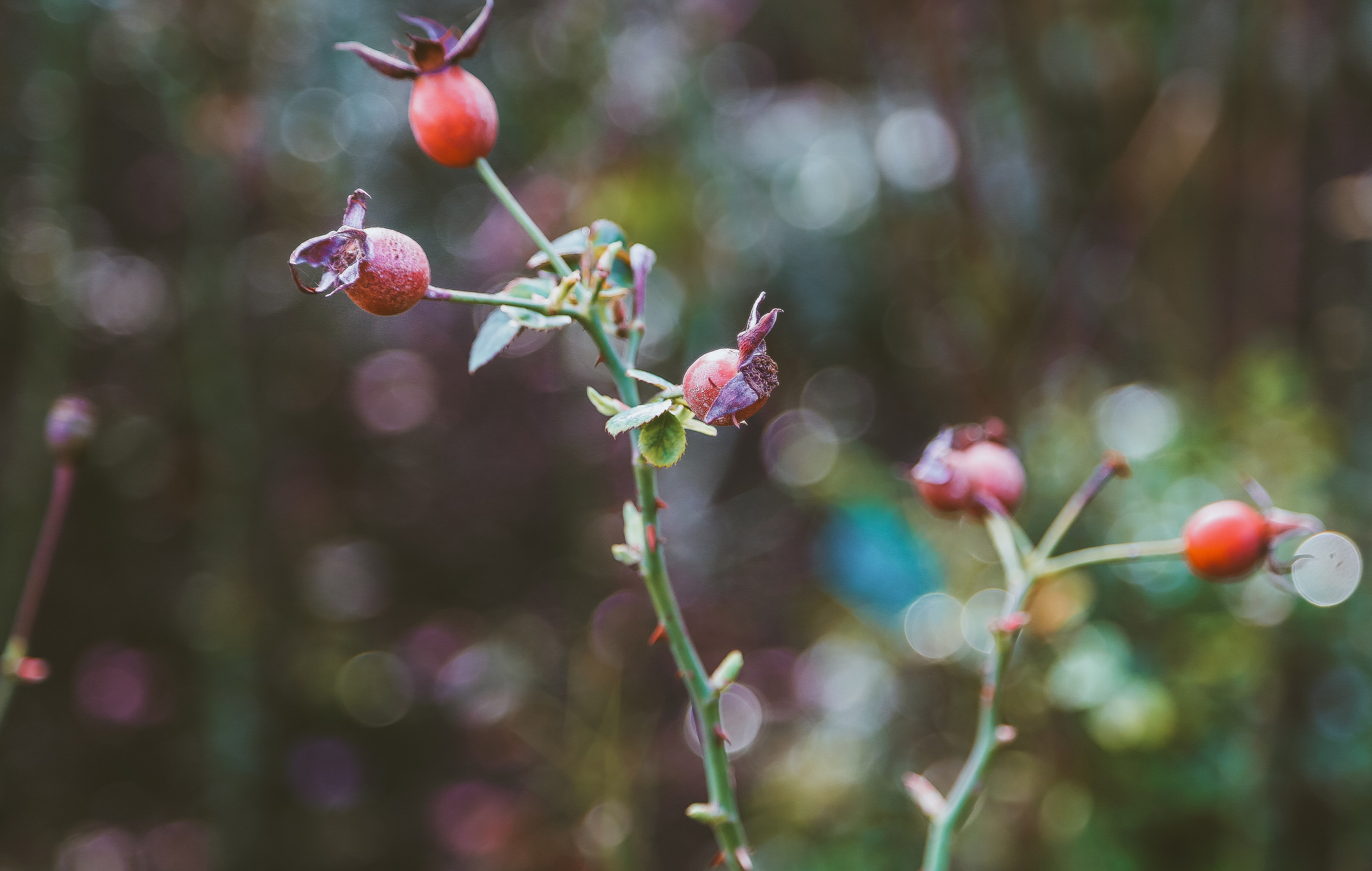 Англия: Лондон цветущий. Дарья Письменюк / Darya Leitstern — фотограф, музыкант, журналист, путешественник