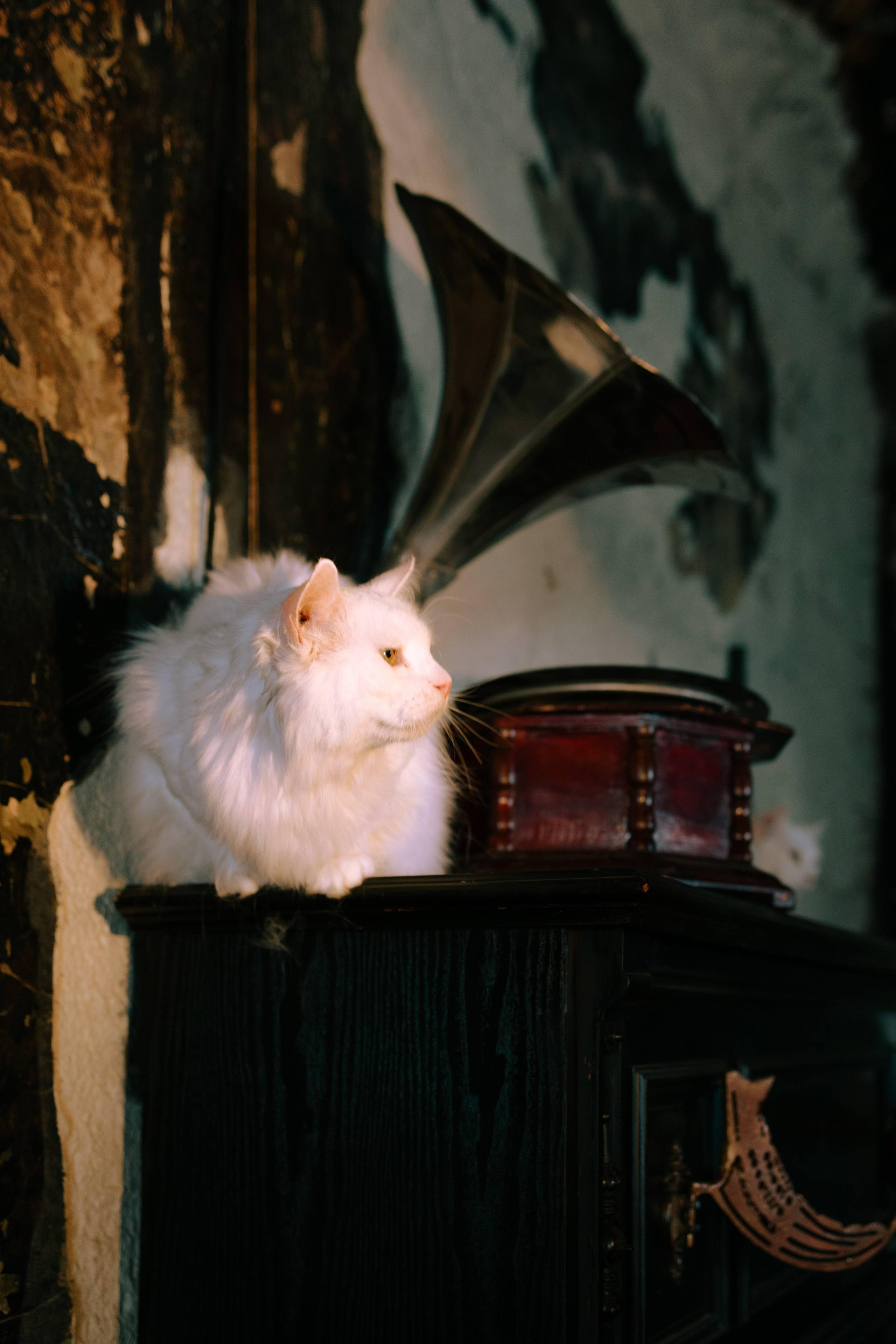 Съёмка домашних животных