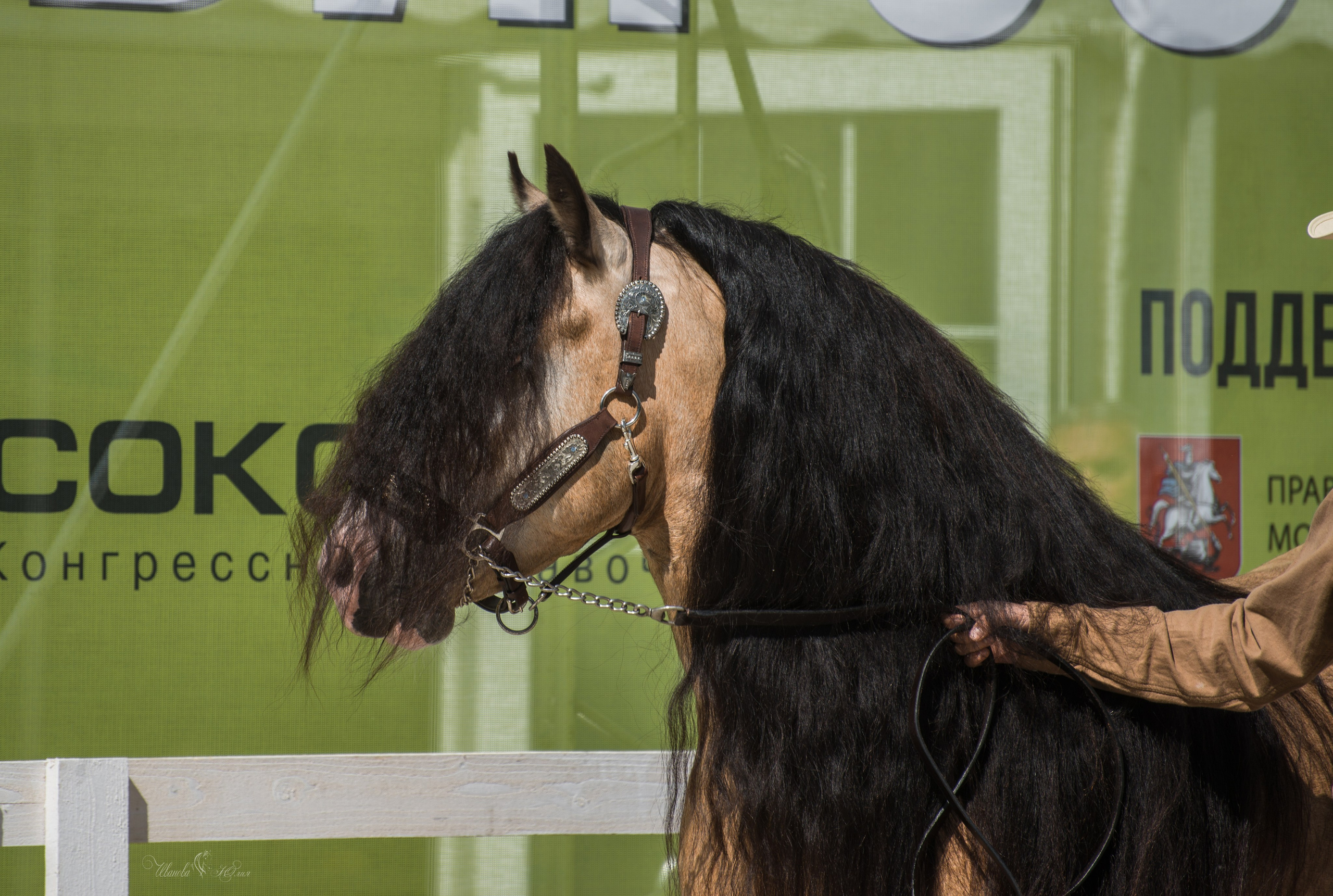 Эквирос, Москва. Конный фотограф в Саратове Юлия Иванова