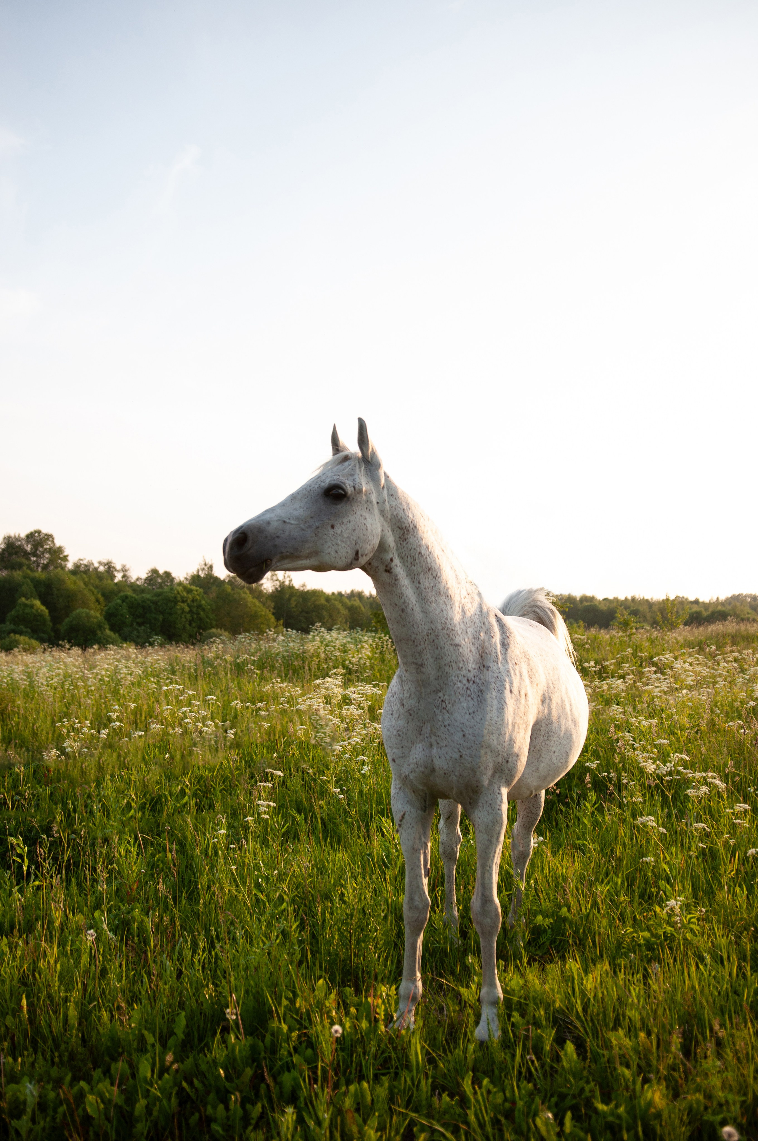 Даша и Персик