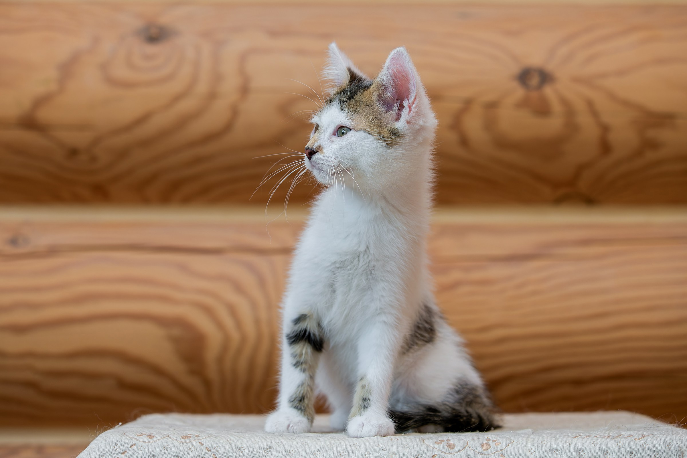 Котята. Irenephoto.ru