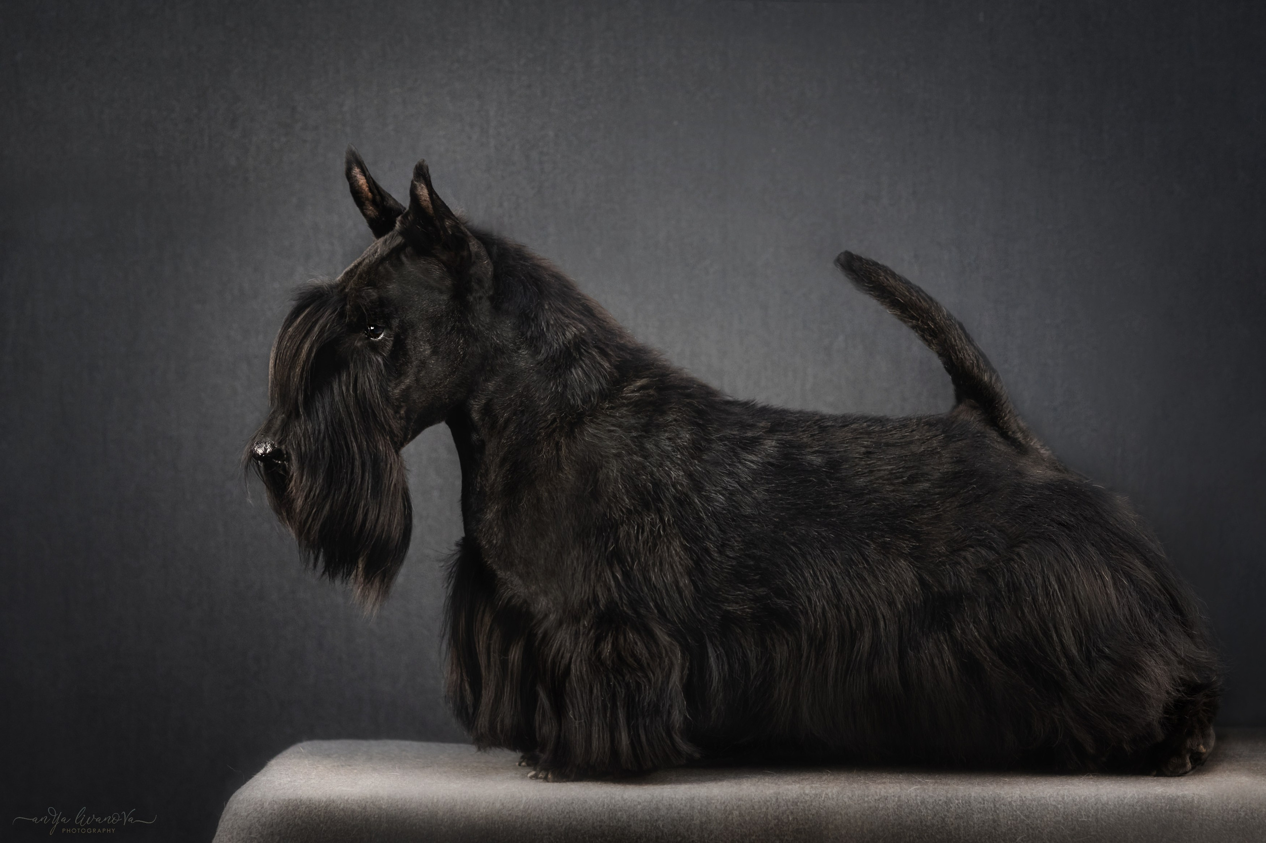 Фант. Фотограф анималист Аня Ливанова | Рыбинск