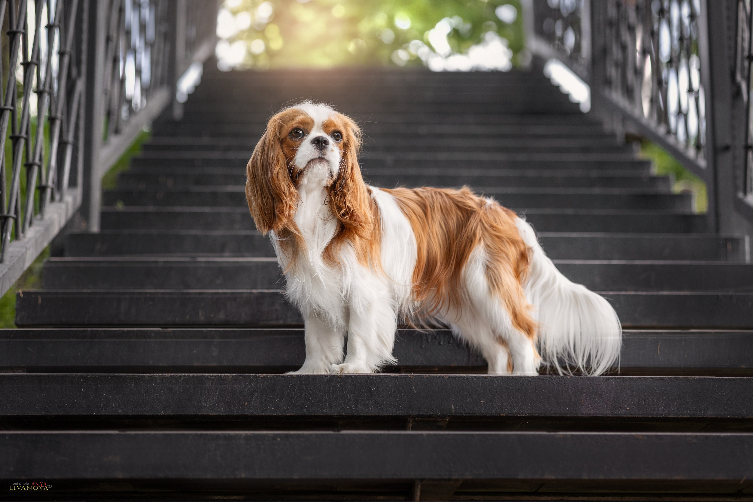 Маруся и Энди. Фотограф анималист Аня Ливанова | Рыбинск
