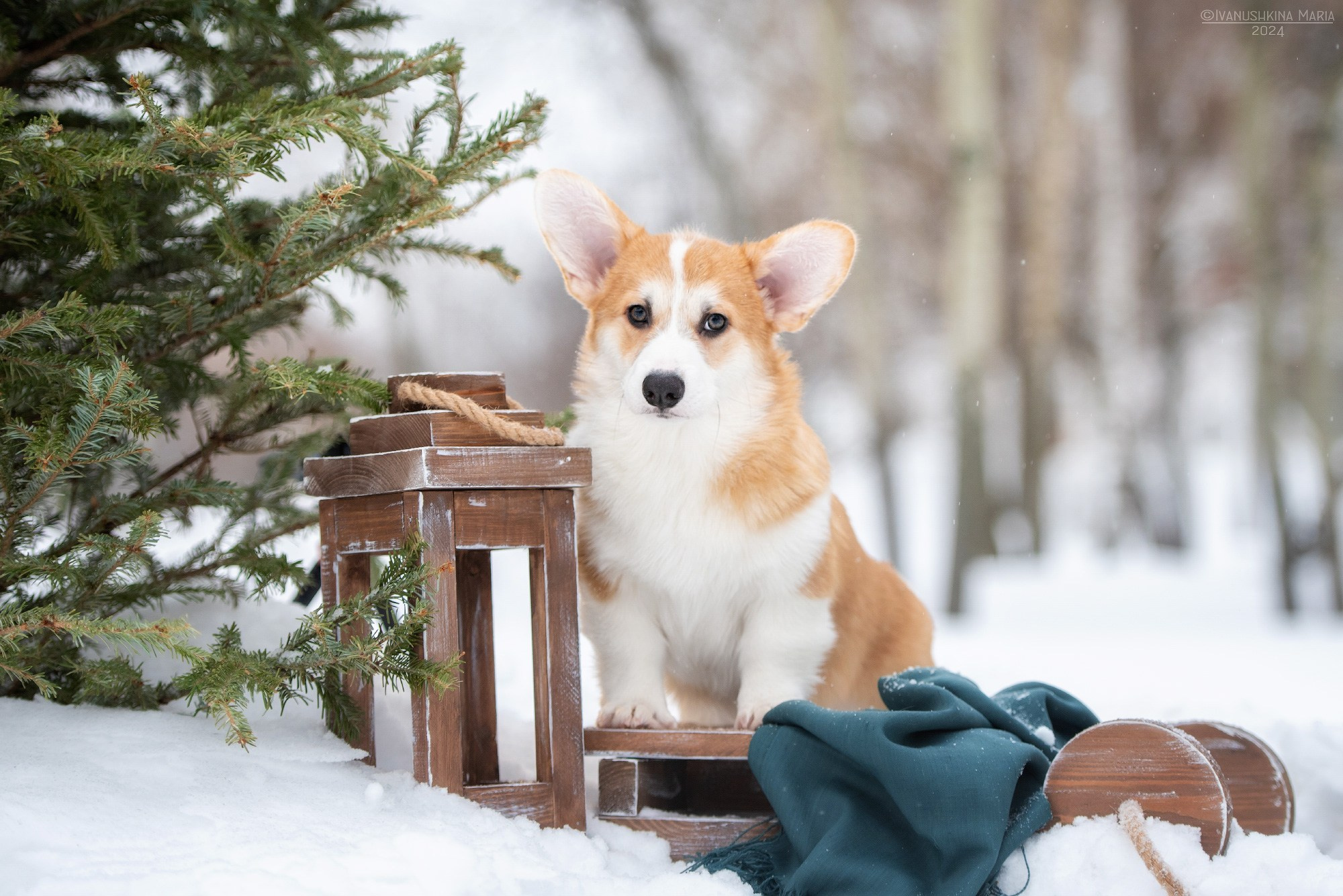 Фотосессия щенков на продажу. Фотограф собак в Москве и Московской области Иванушкина Мария