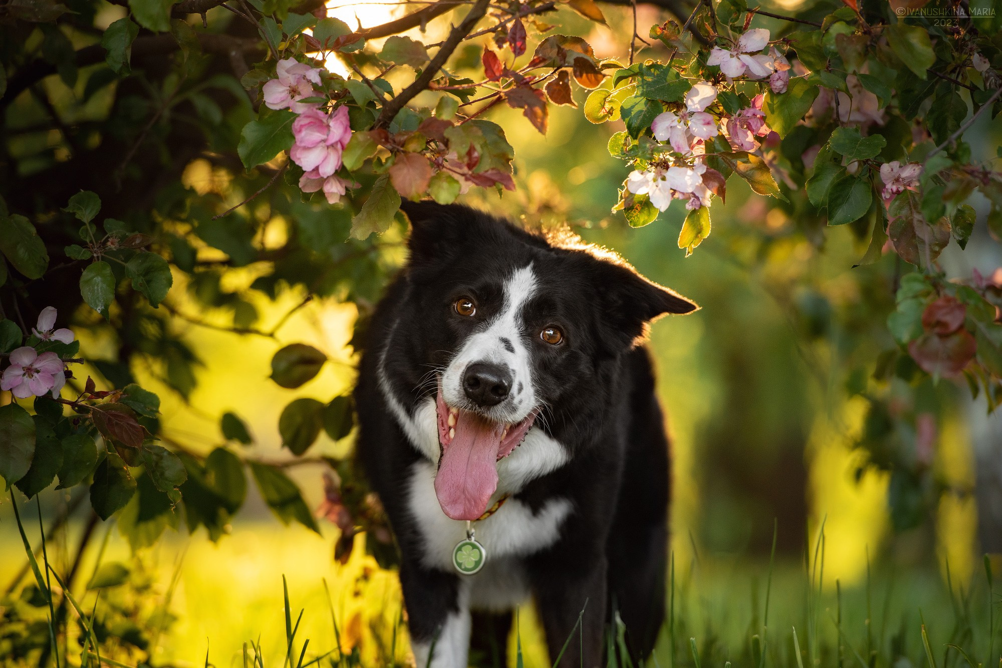 бордер колли