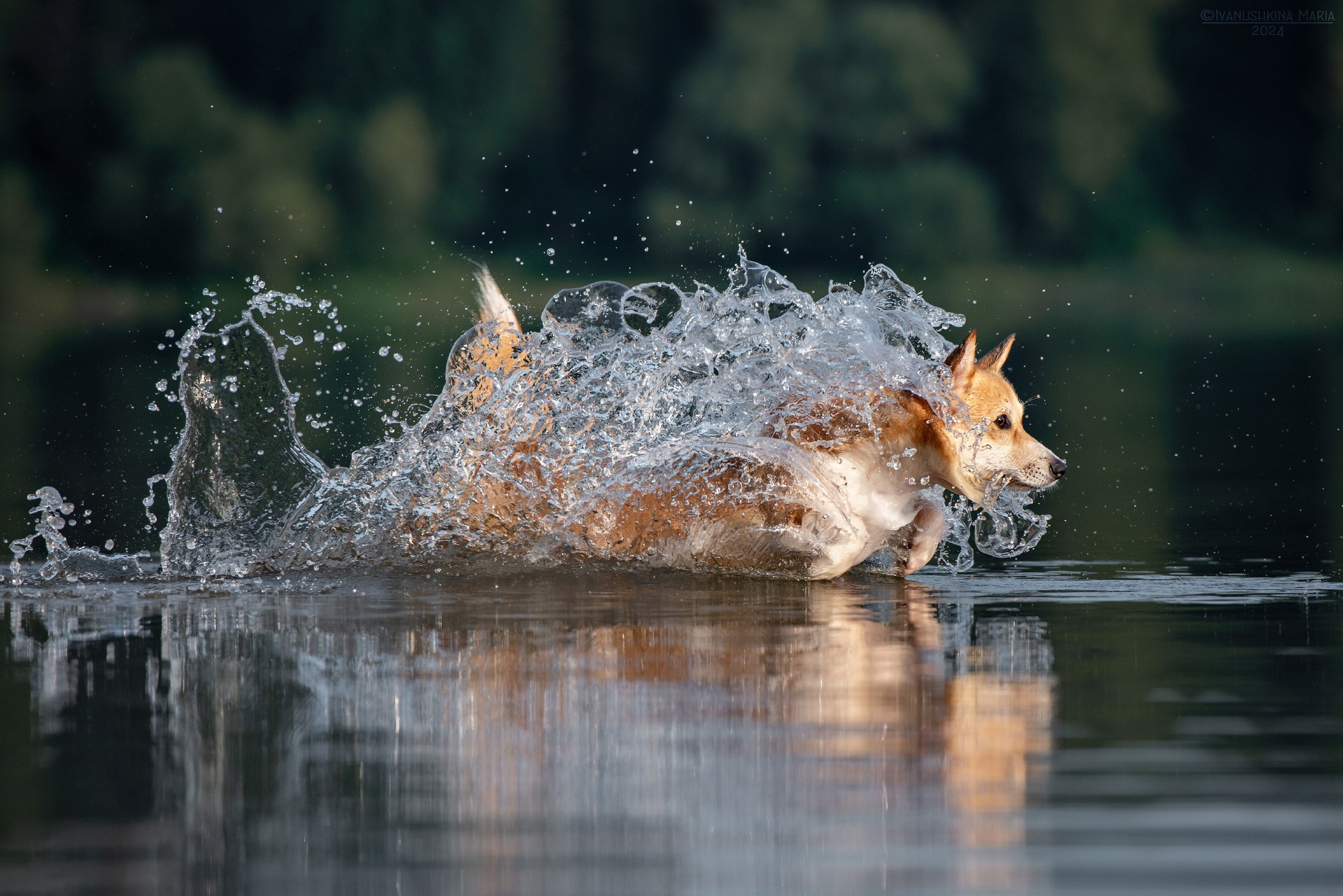 вельш корги пемброк в воде