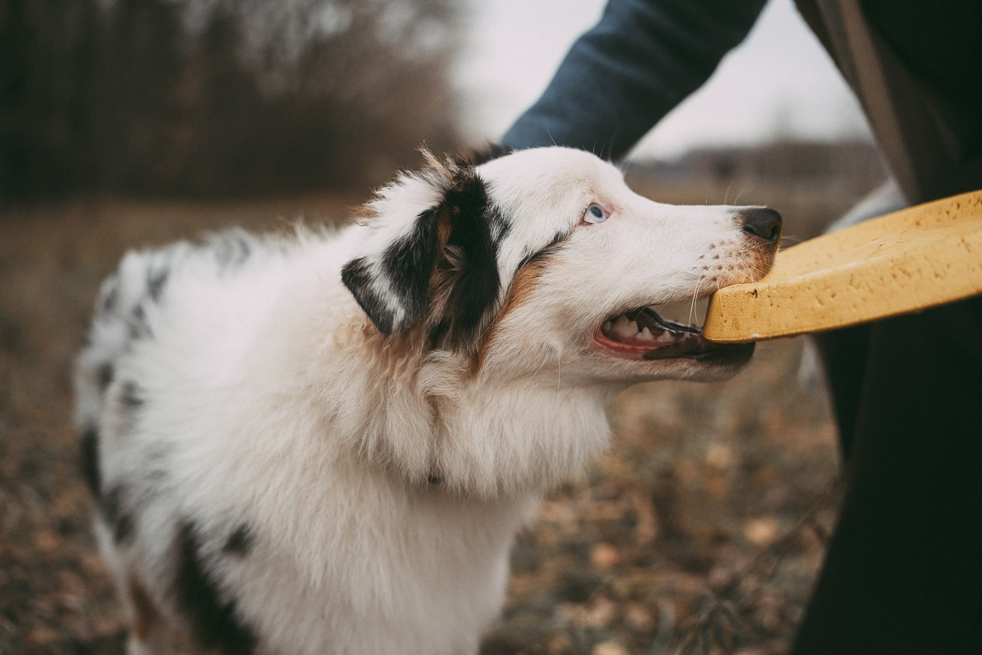 Лиза и Бублик. Фотограф анималист в Москве и Санкт-Петербурге Свиридова Анна