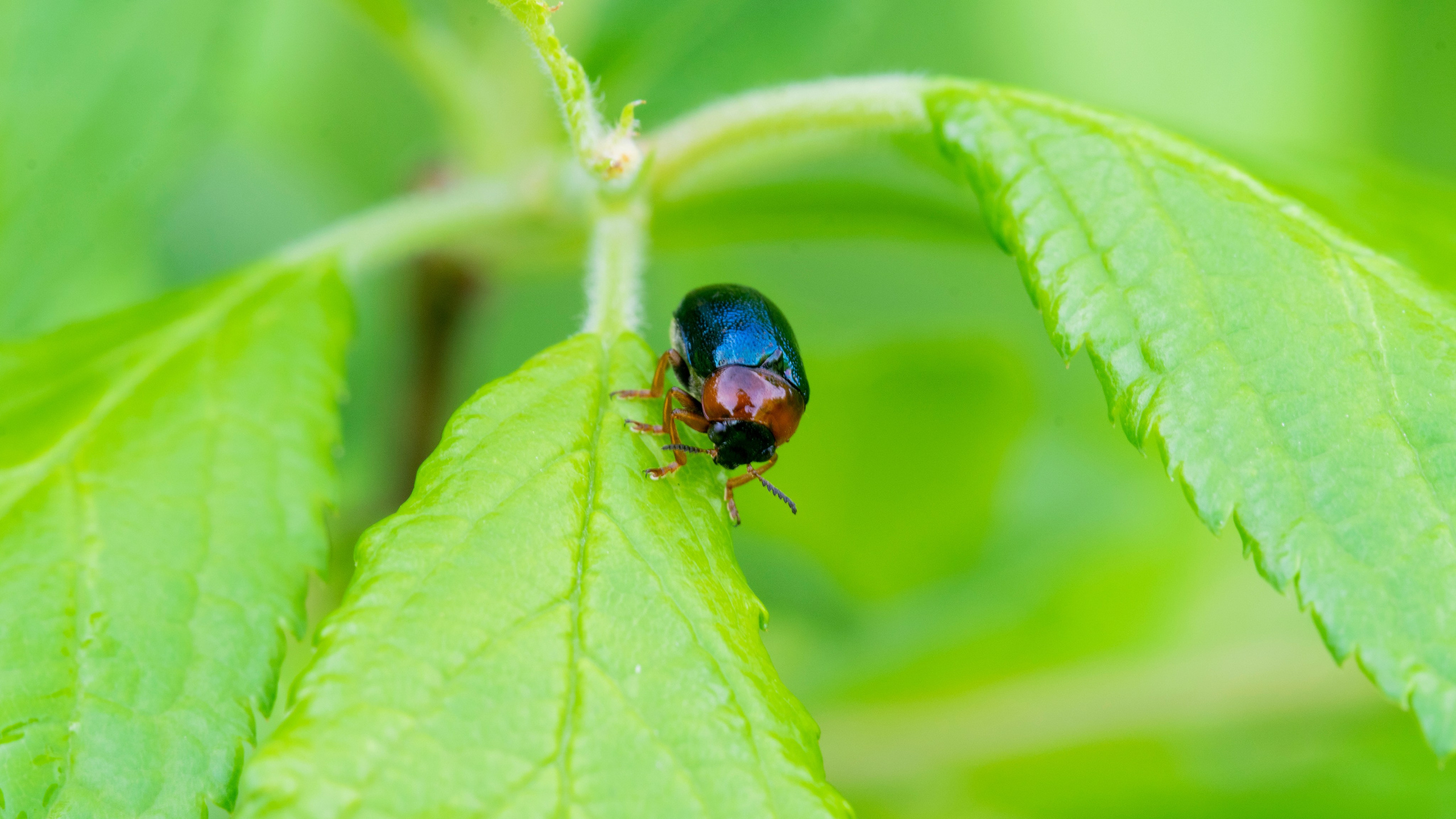 Насекомые. Фотограф Вадим Хмурковский