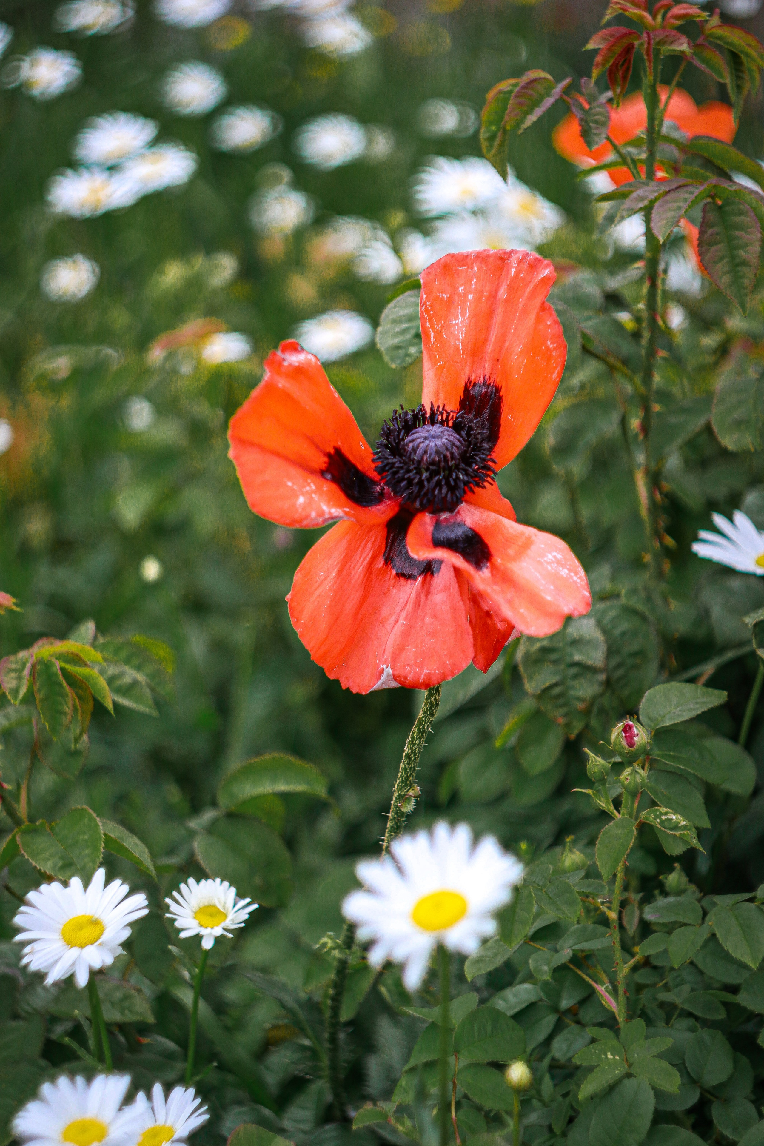 Маяк Тонин на мысе Свободном. Карафуто. Фотограф в Южно-Сахалинске Гусаков Евгений