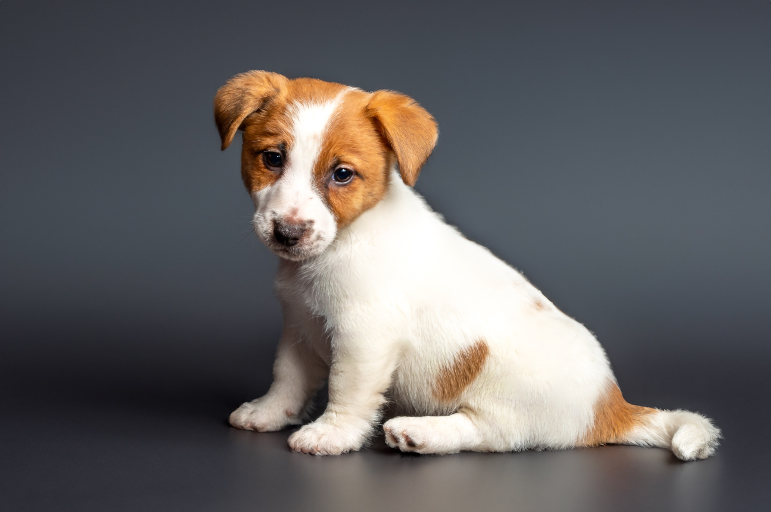 Питомцы. Экспресс-портрет, фото для сайтов и соцсетей
