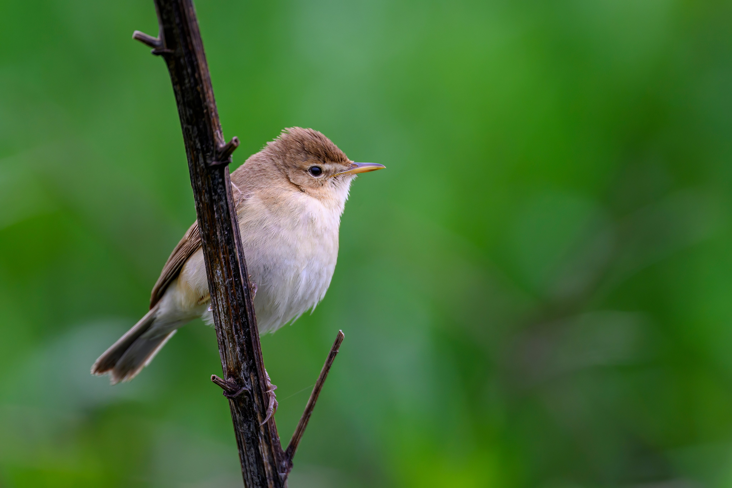 Веретенник. Фотограф Сергей Пупонин