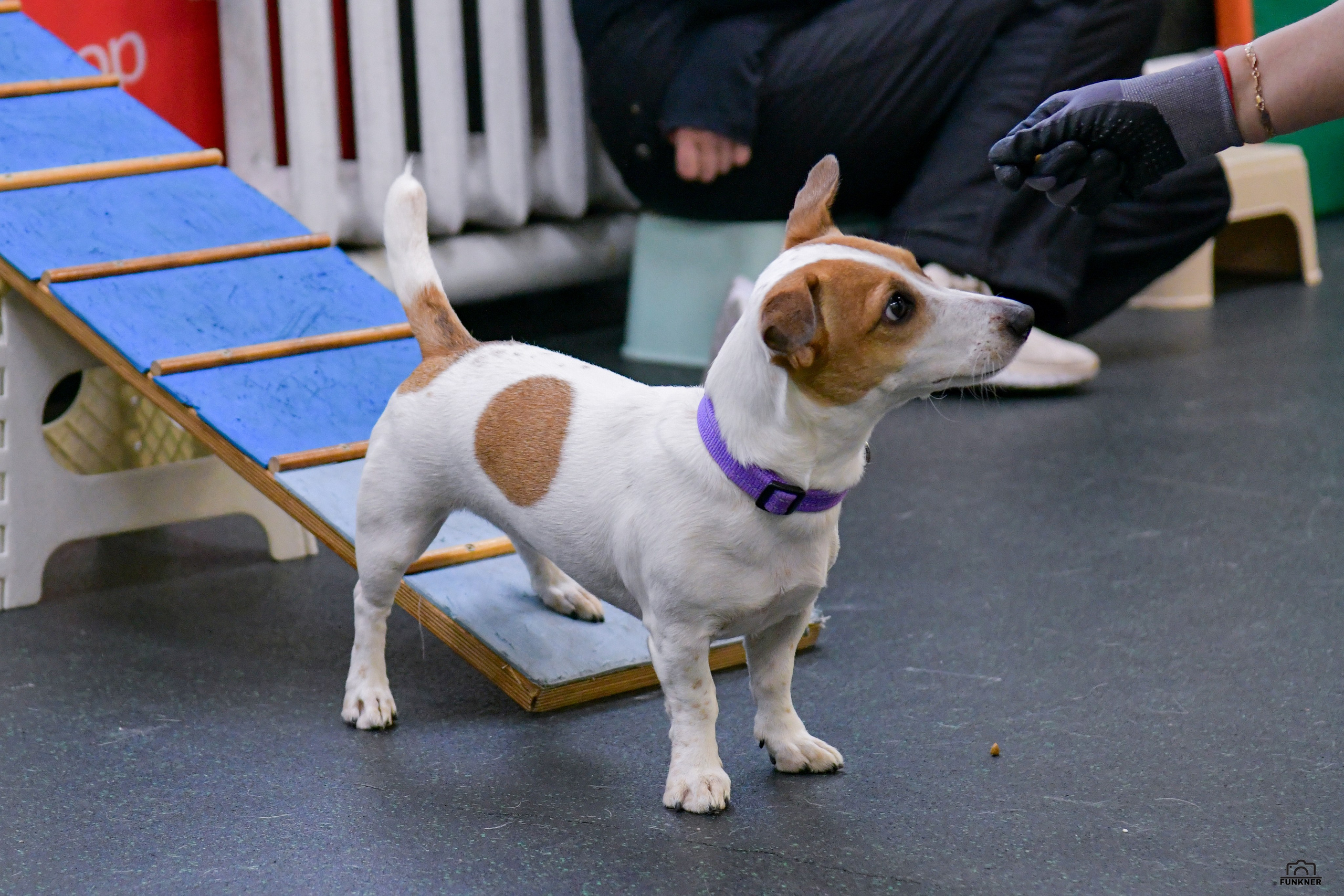 Кинологический клуб «Бодрый хвост». Свой взгляд через объектив