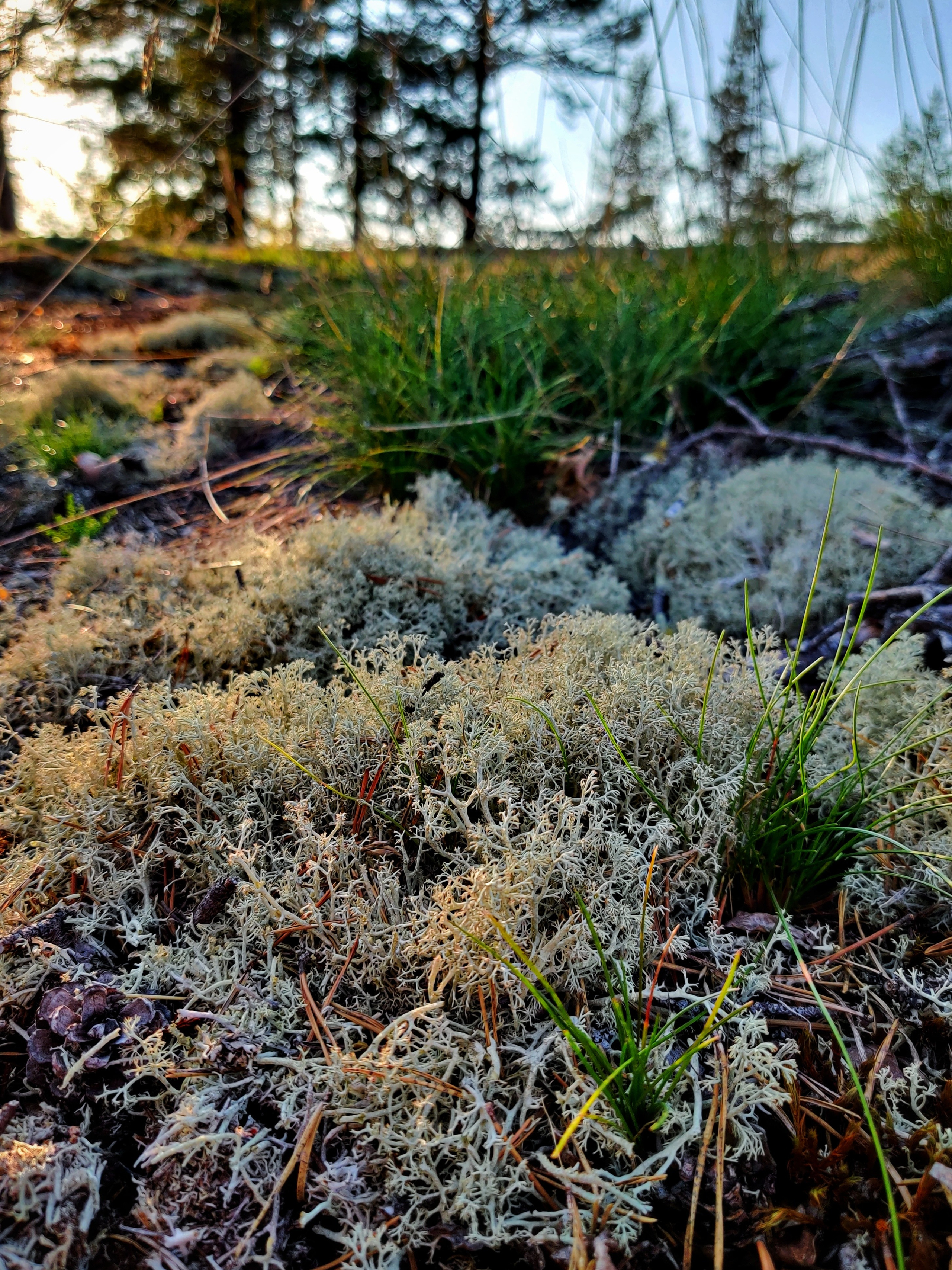 Путешествие по Карелии: Ладожские шхеры, закаты и дикая природа | Летние фото в августе