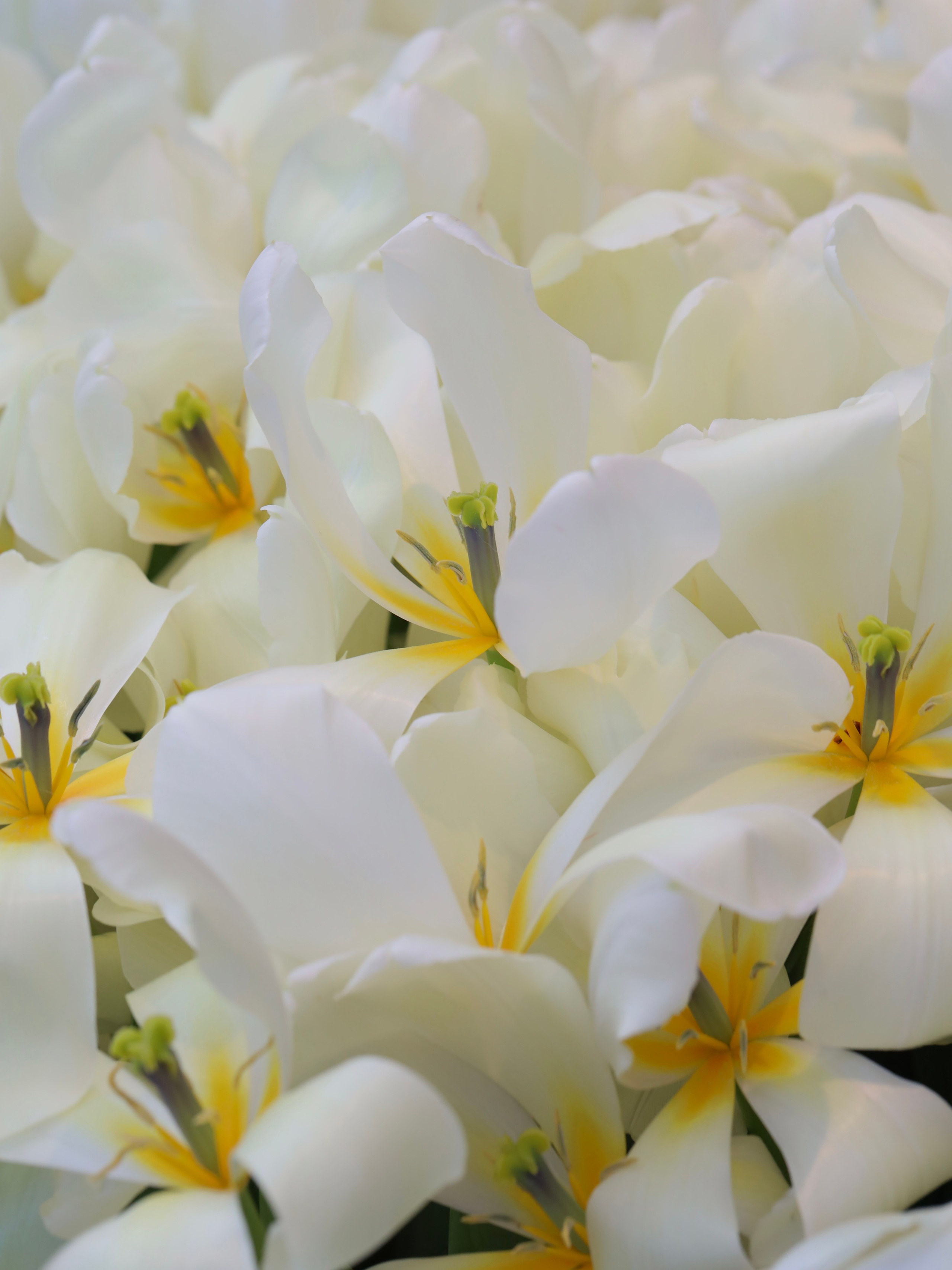 Фотографии весенних цветов. Фотосессии и репортаж — Фотограф в Москве — Рина Серёгина