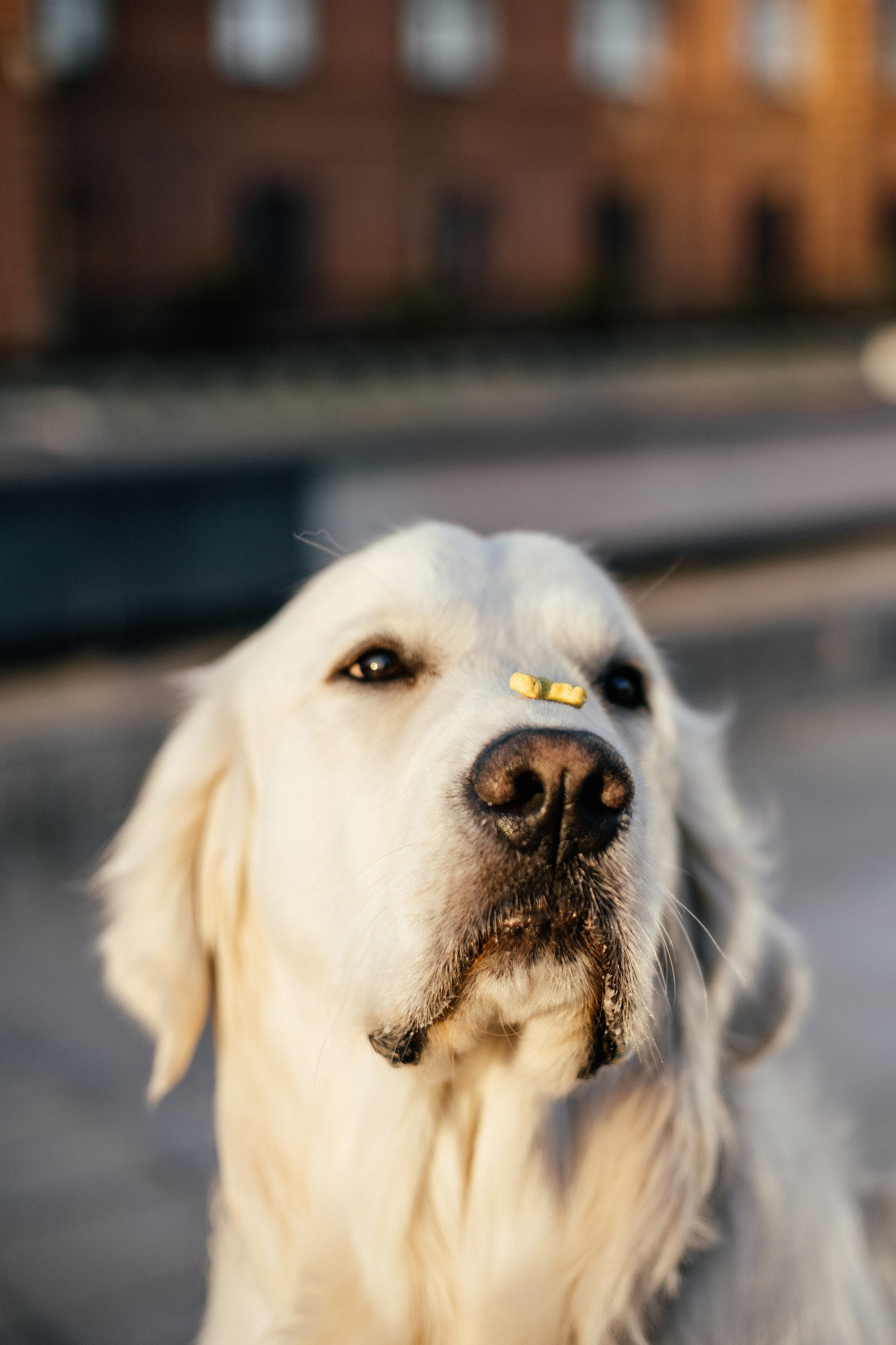 Ира и Байрон. Фотограф — анималист Владивосток, Алина
