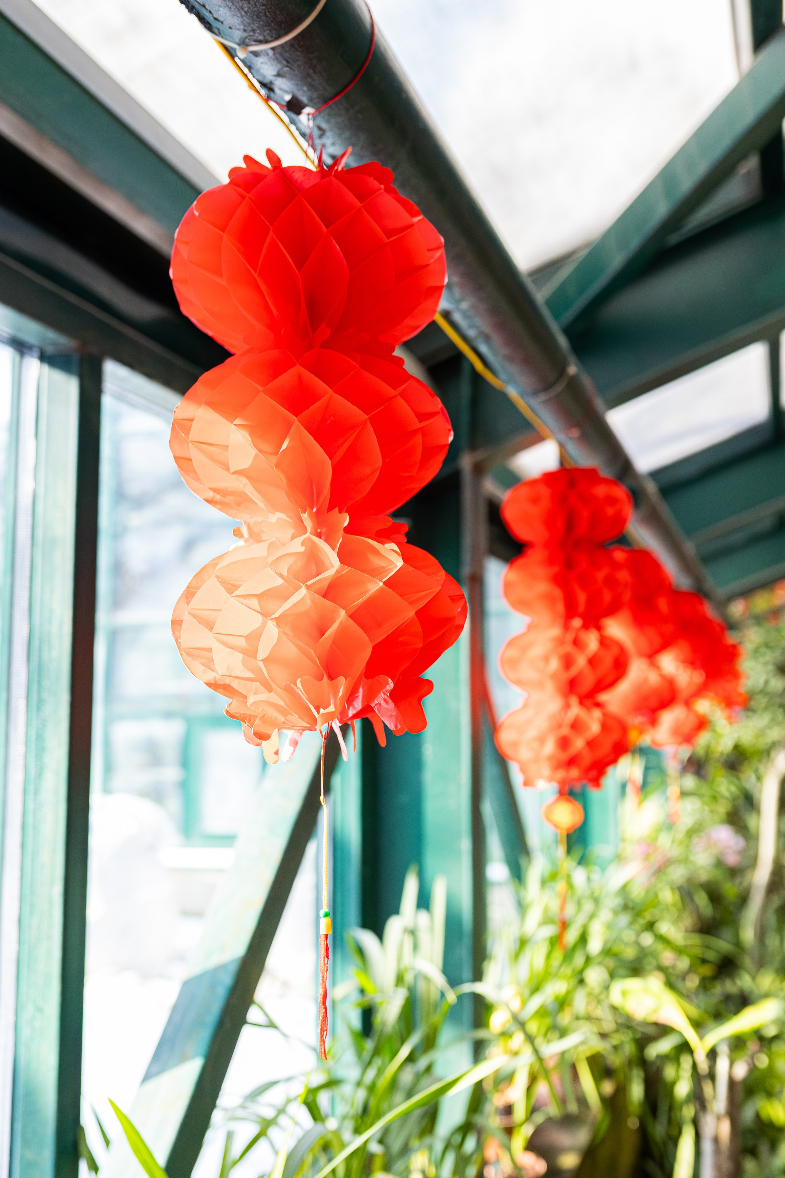 Аптекарский огород МГУ. Китай. Александра Куликова фотограф, Москва