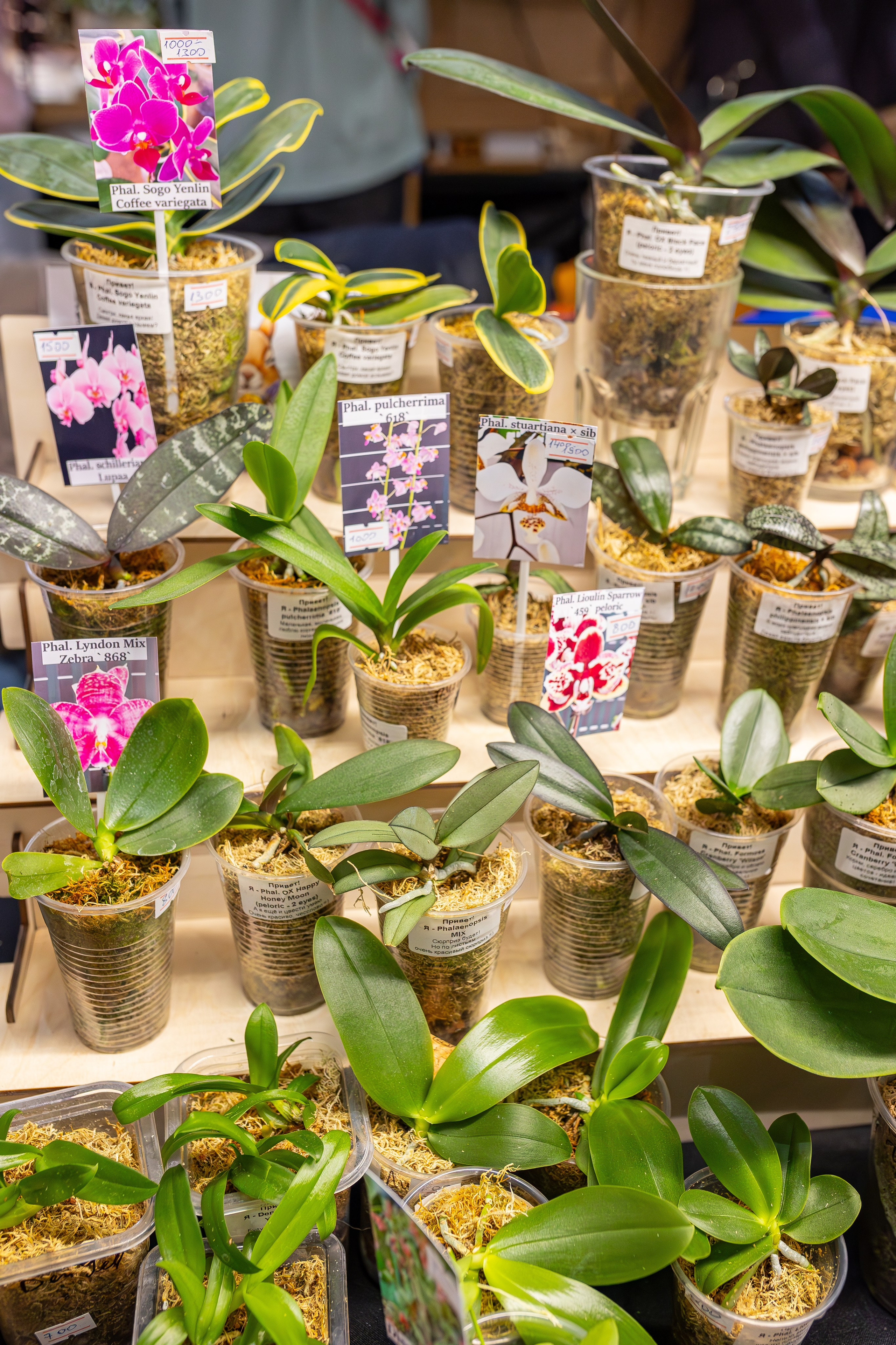 Монстериум апрель 2026. Александра Куликова фотограф, Москва