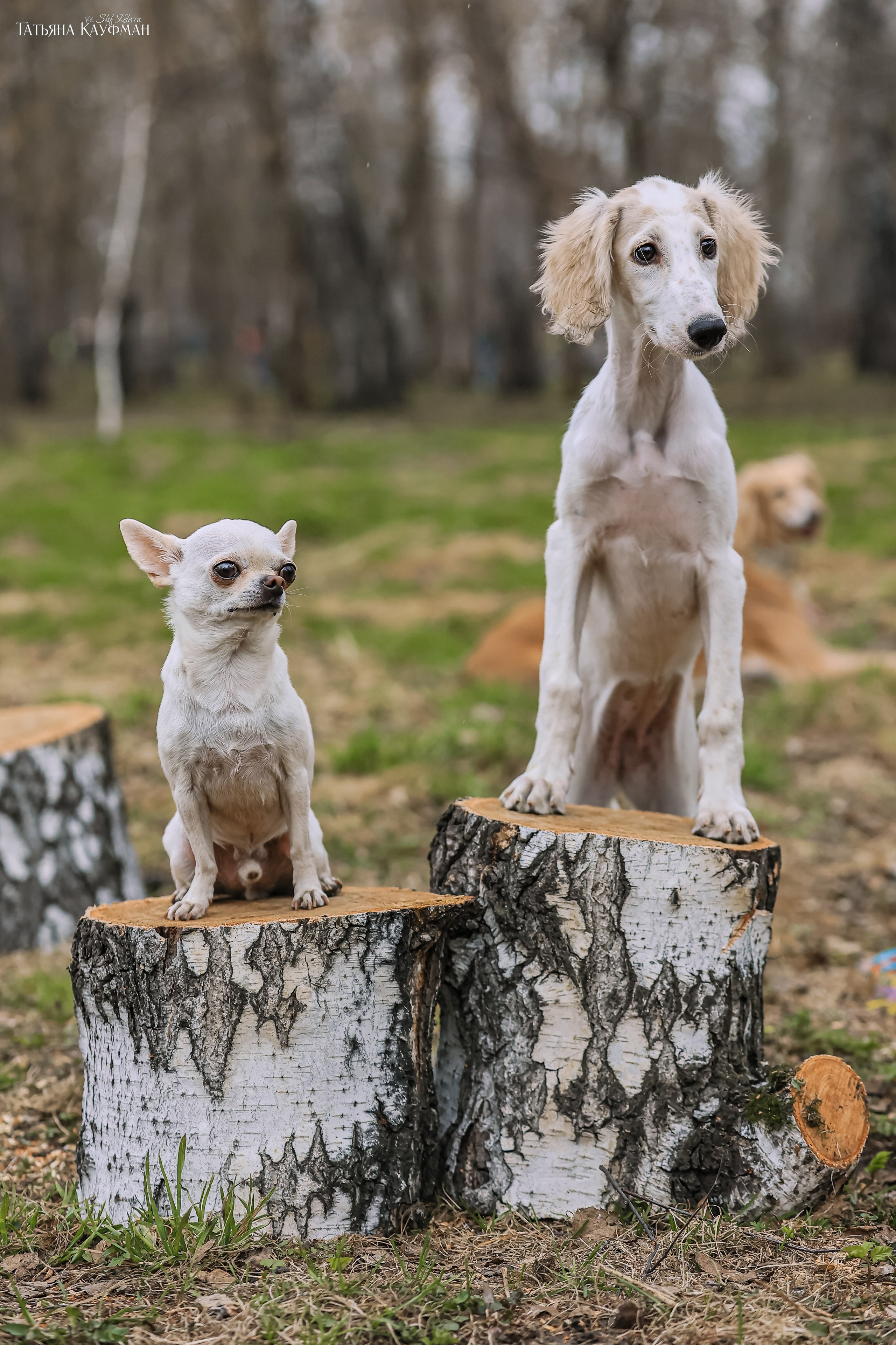 Салюки, фотография салюки, красивая собака, фотограф анималист, фотокурс Анималистика, научиться фотографировать собак, фотограф Новосибирск