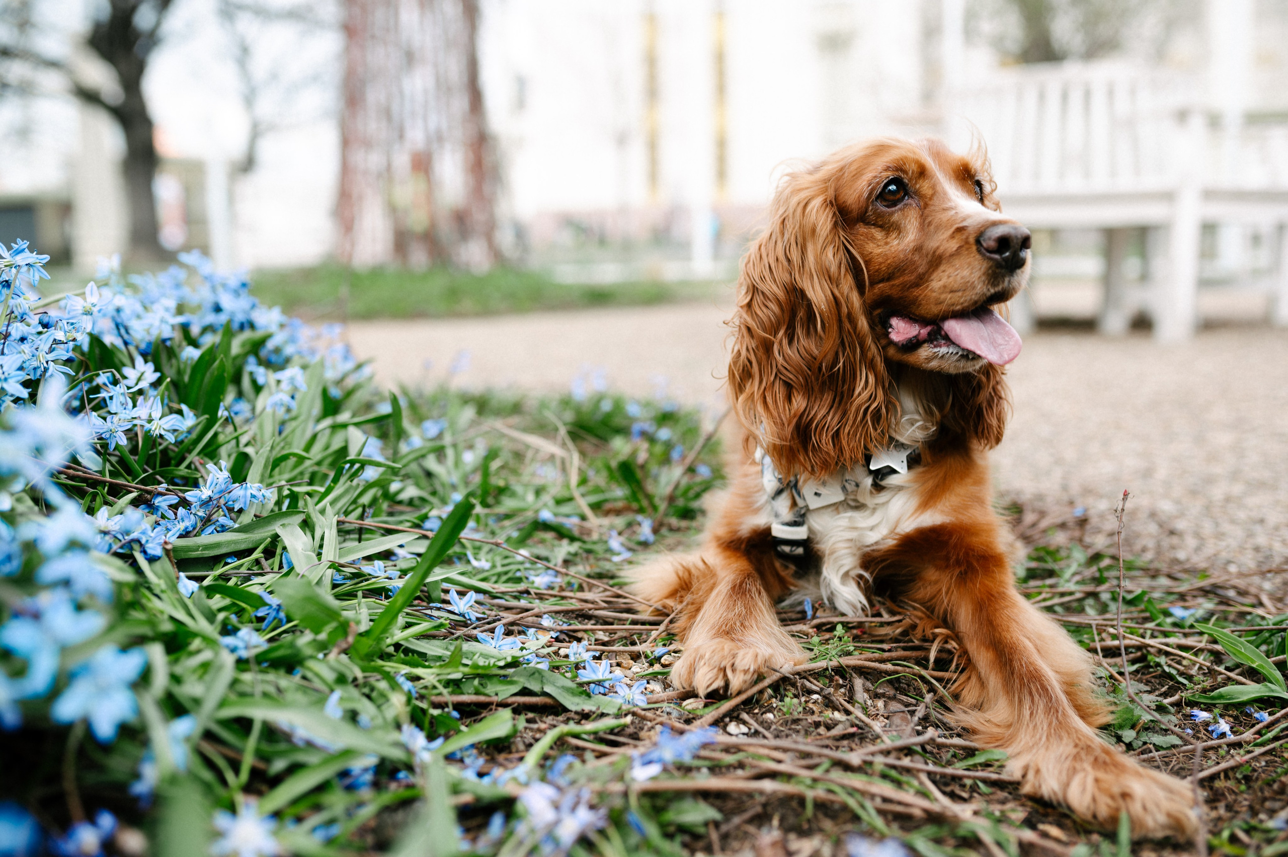 Рыжая команда. Фотограф анималист в Москве Ольга Агушева