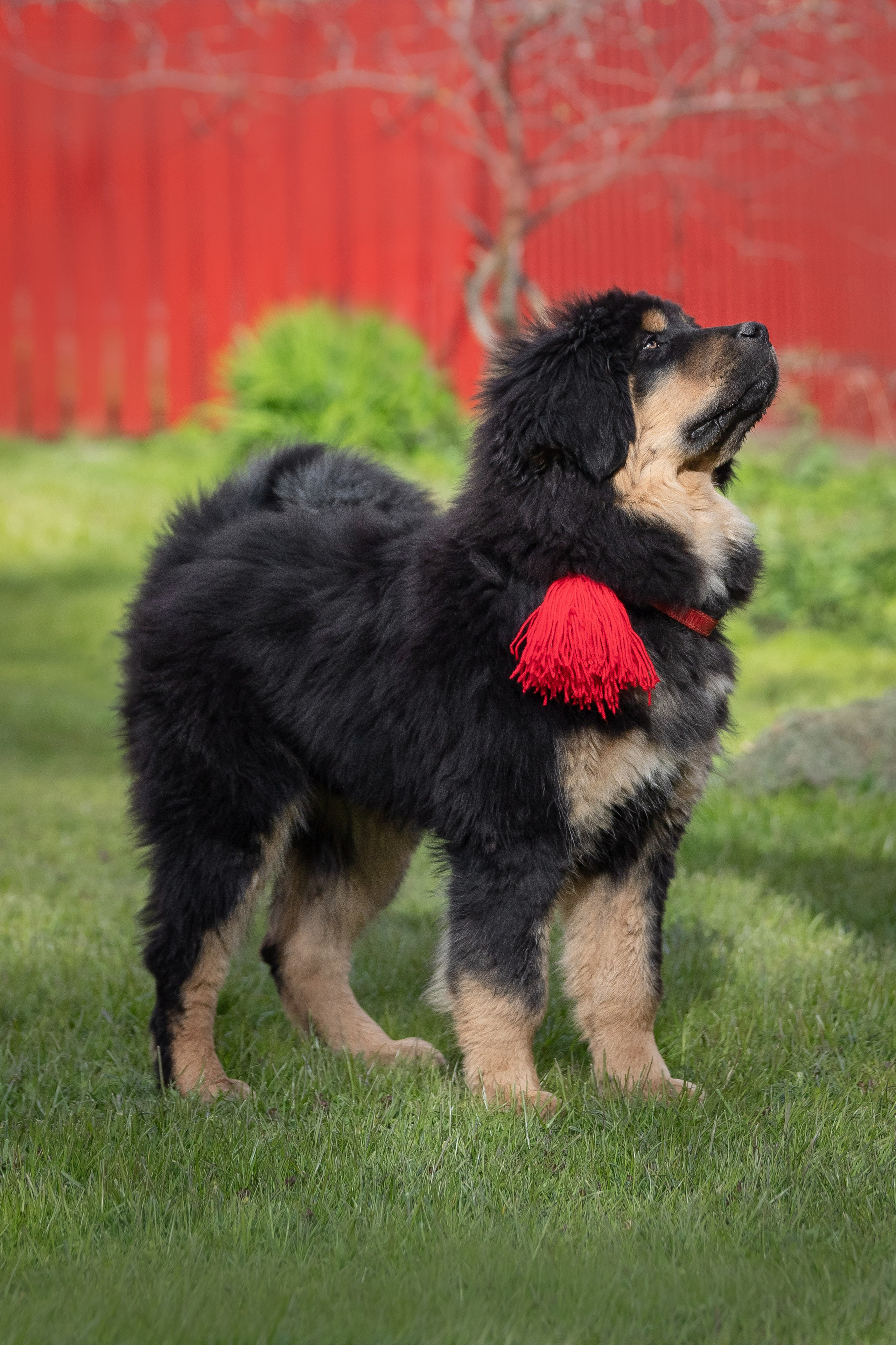 Тибетский мастиф. Юлия Микульская. Рыбинск