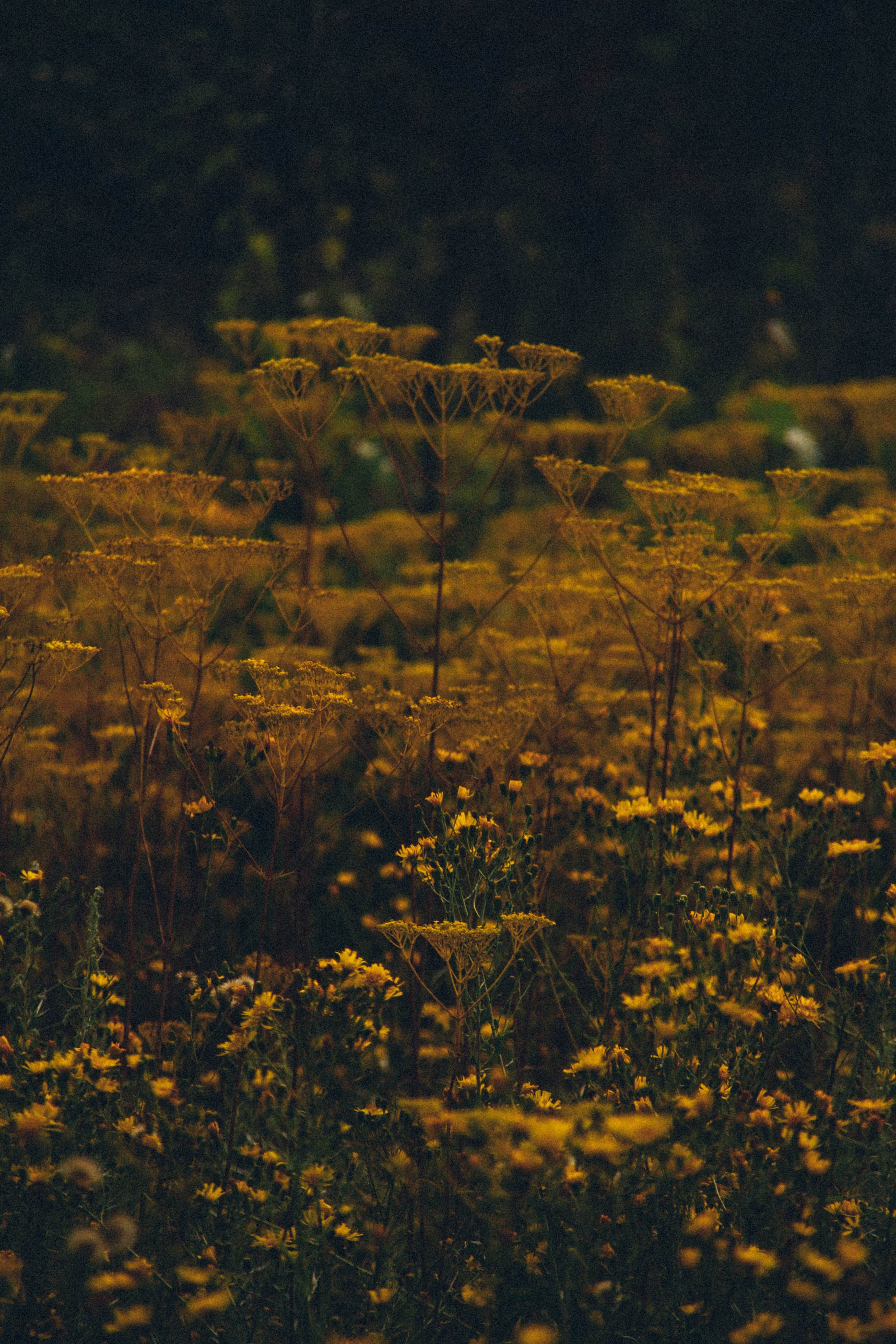 Природа. Darinishna Фэнтези-фотограф Хабаровск