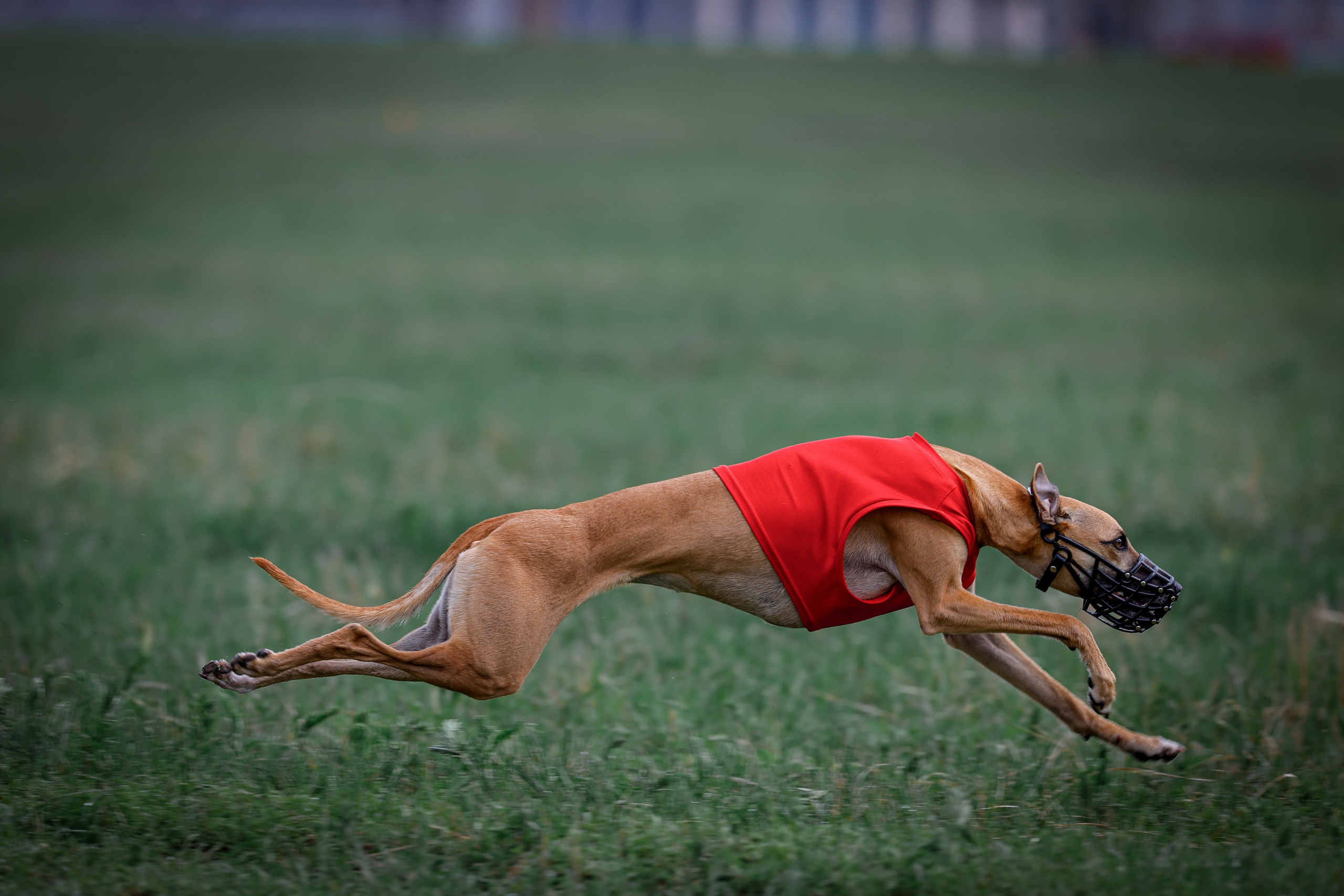 Собаки. Антонина Савельева Фотограф Ставрополь