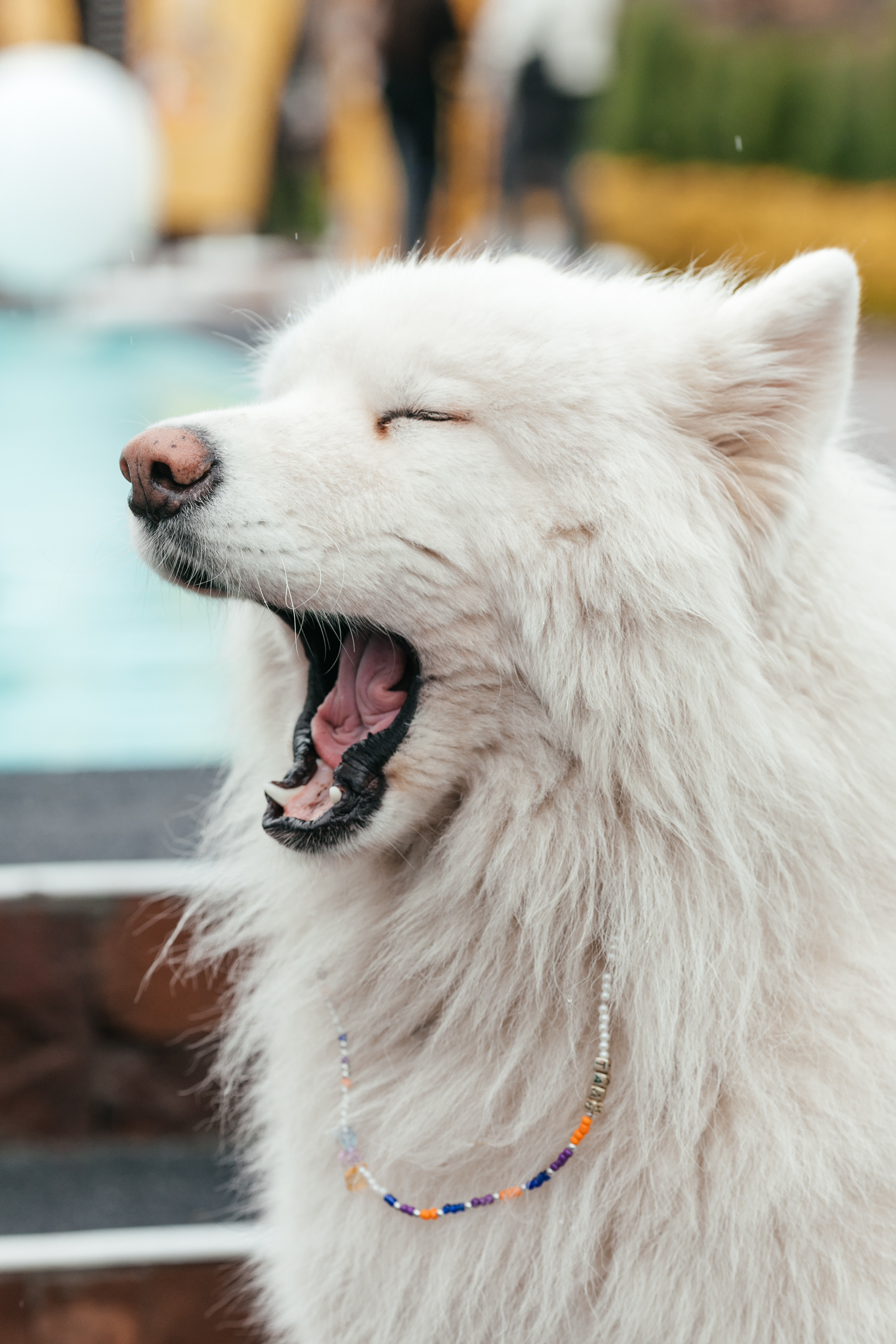 ForteFest. Фотограф Максим Маркелов