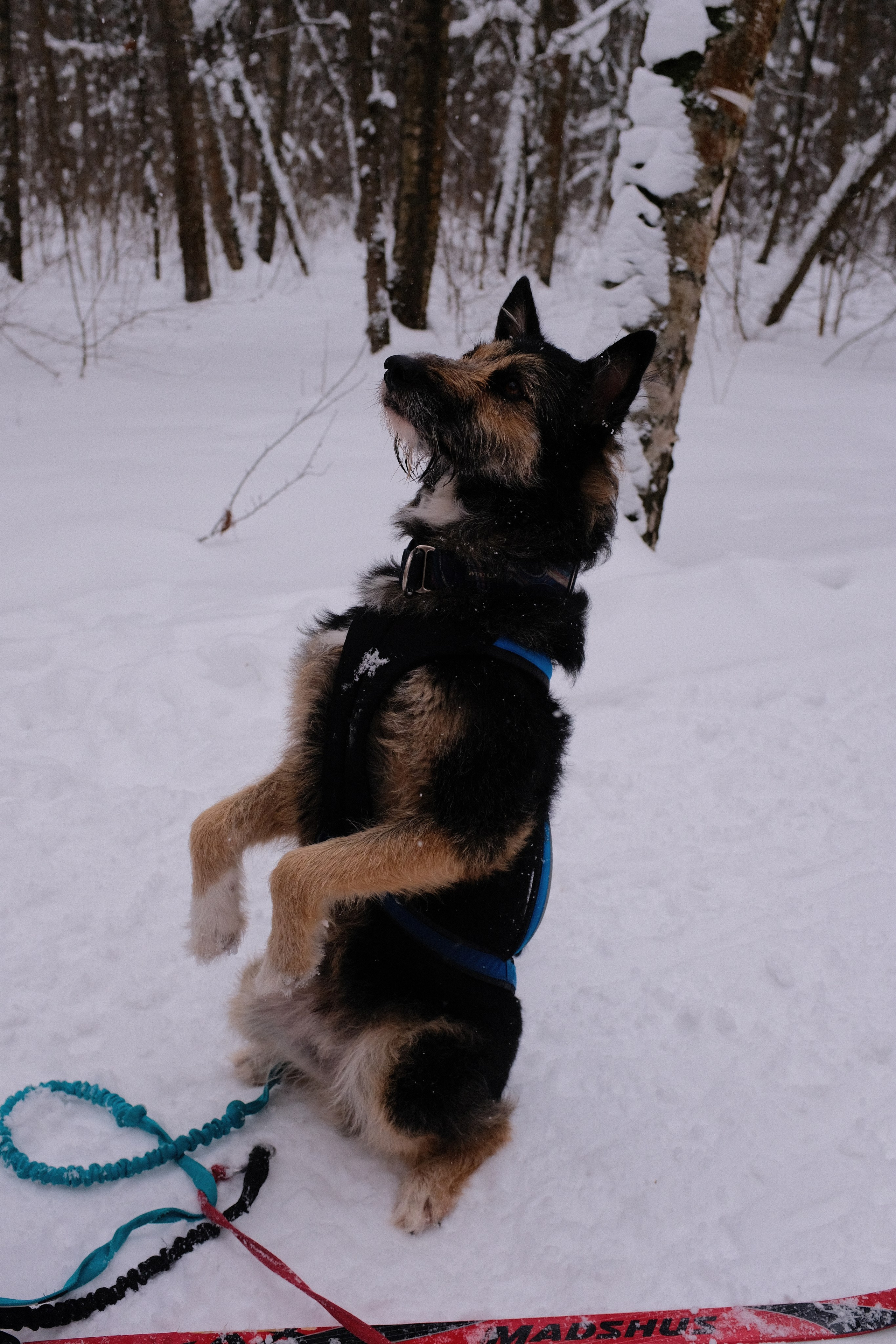 Рик, Листик и их Катя. Дмитрий Бречалов