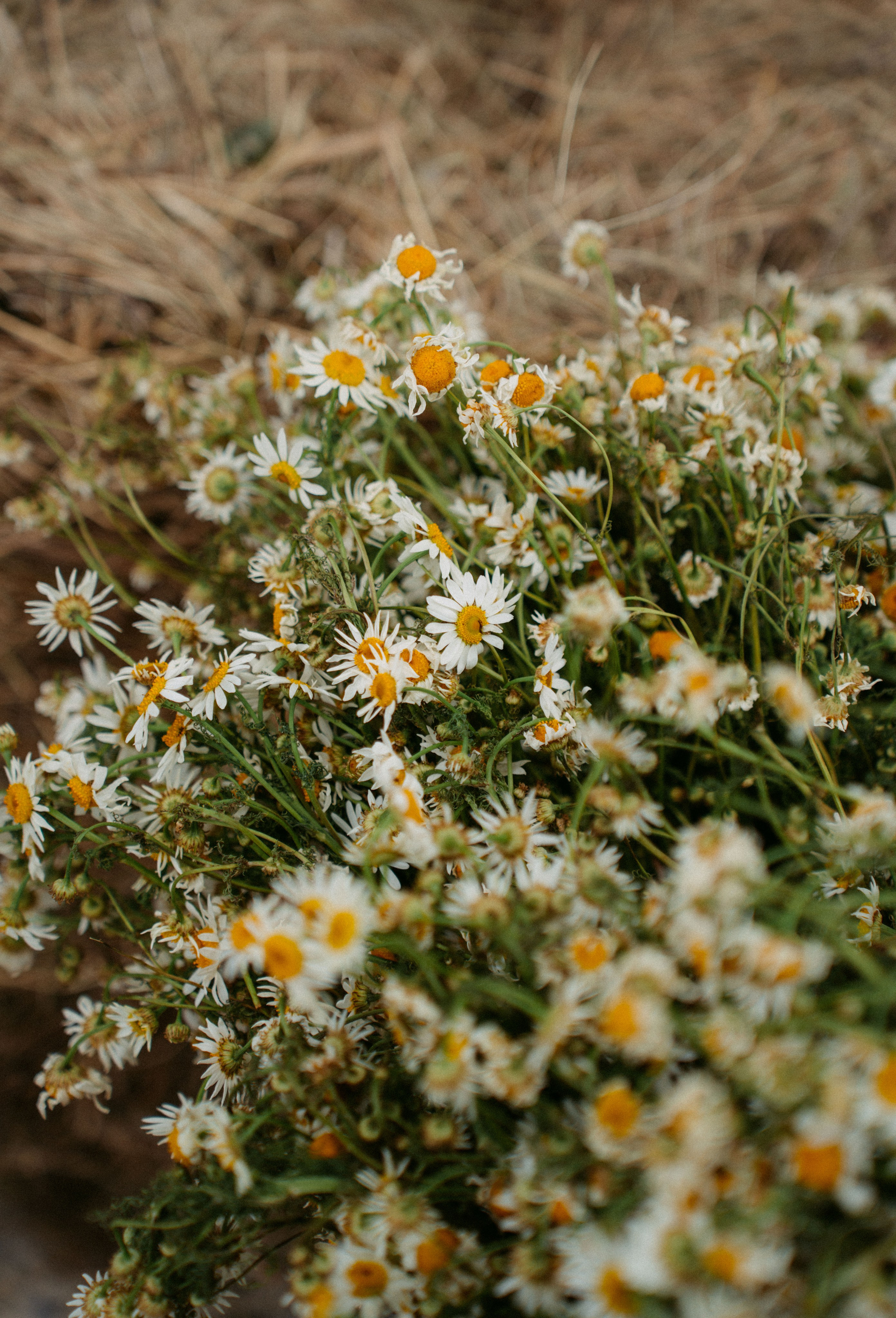 Московский рынок. Солнцестояние / 2025. Саша Копылов, фотограф в Казани