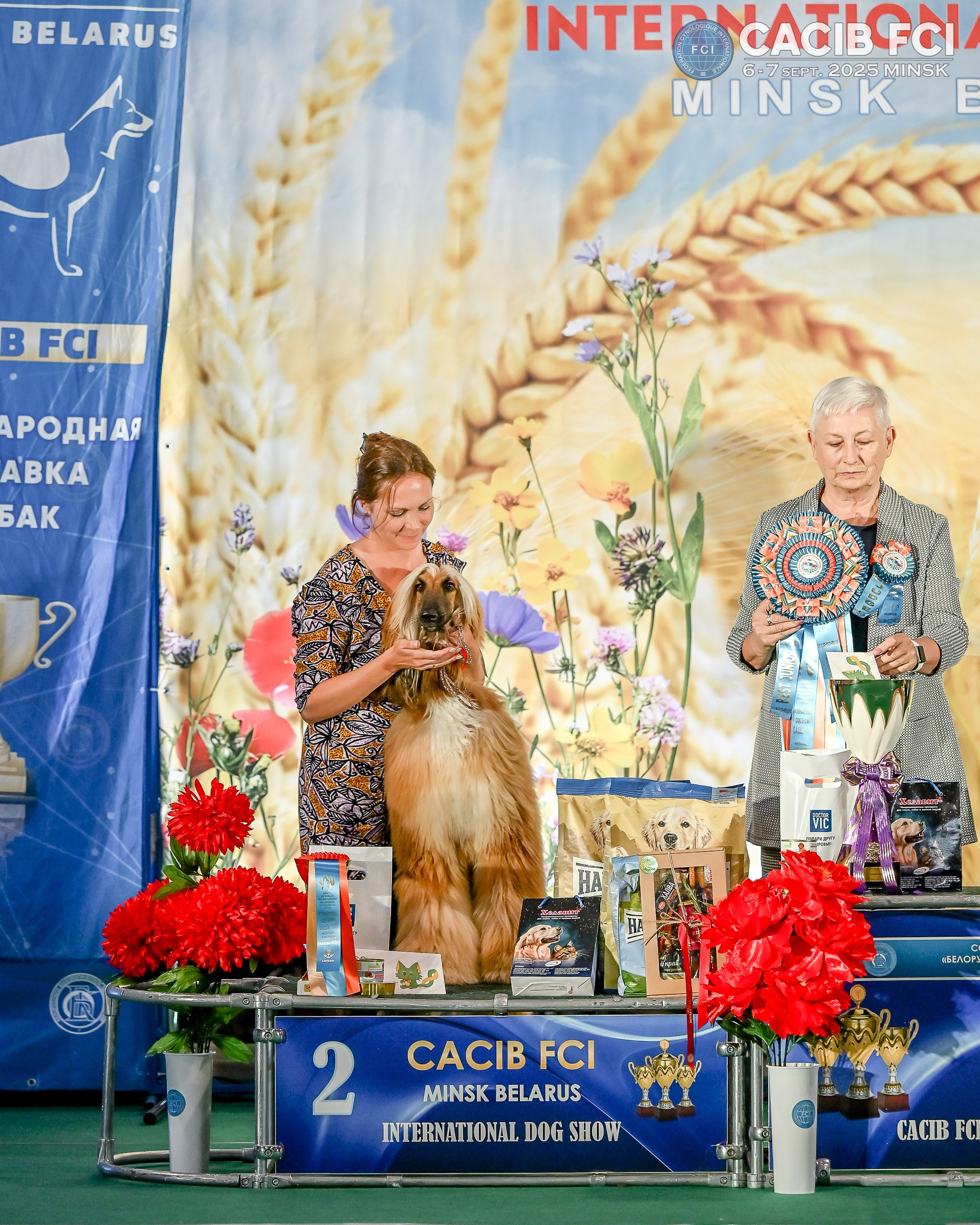 06-07.09.25 Международная выставка собак, Минск, CACIB, FCI. Галерея фотографий афганской борзой
