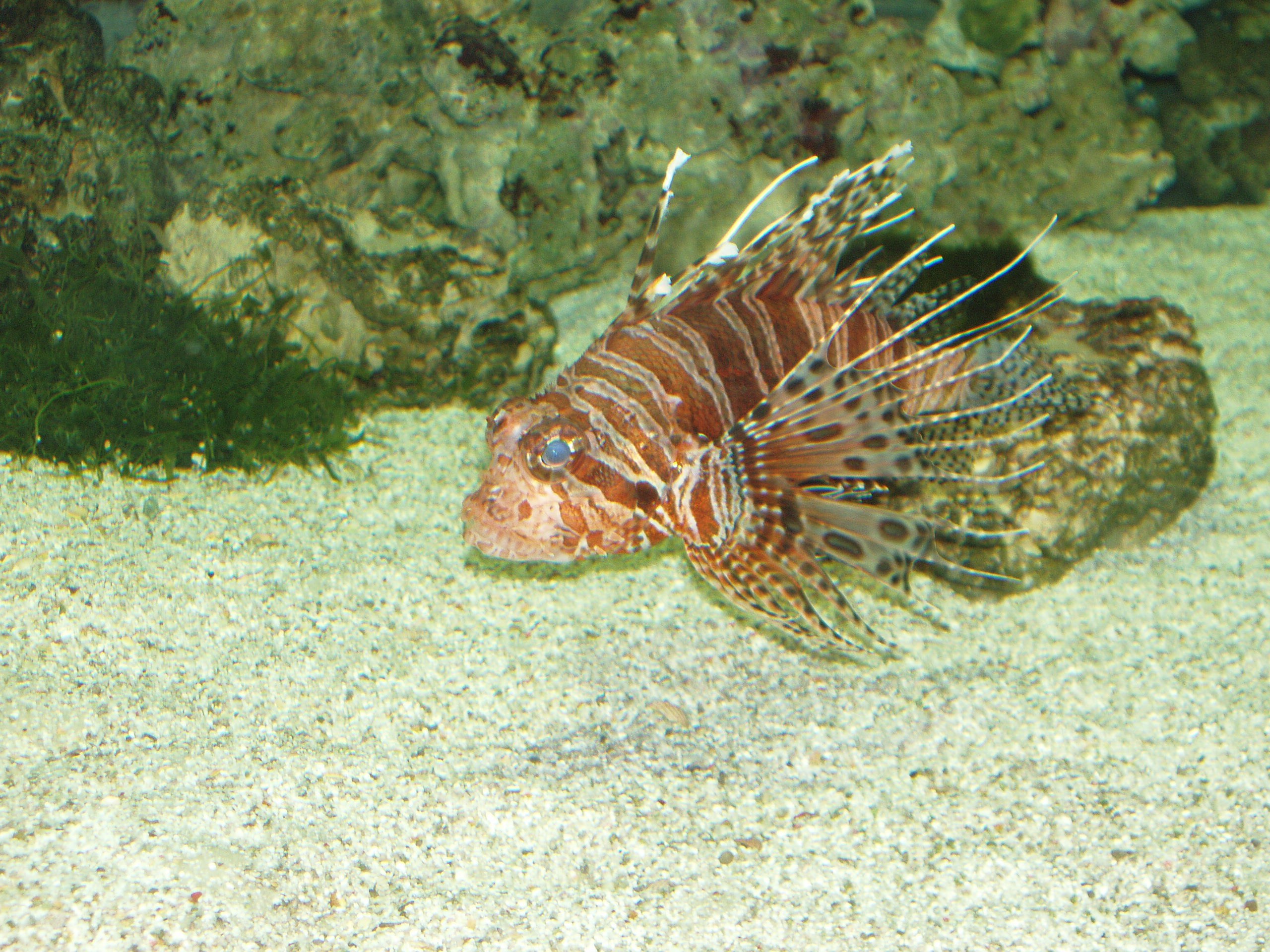 Отпуск 13.07-24.08. Семейный, Свадебный фотограф СПБ Питер— Романова Екатерина