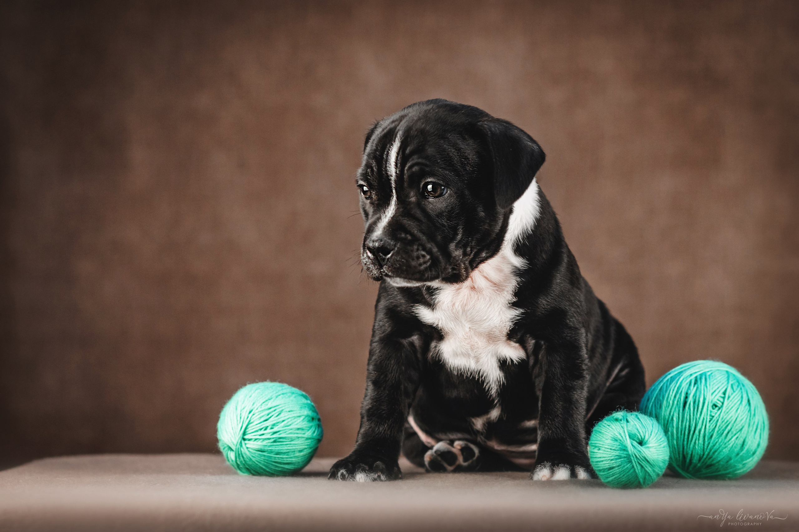 Стаффи. Фотограф анималист Аня Ливанова | Рыбинск