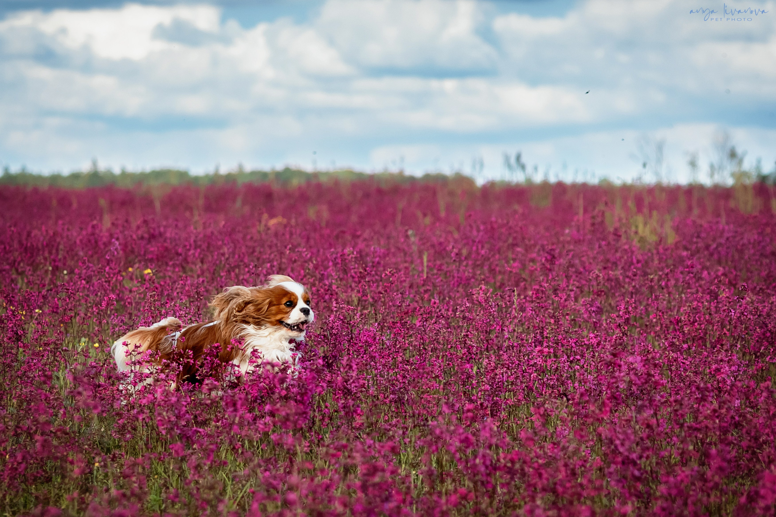 Смолка клейкая. Фотограф анималист Аня Ливанова | Рыбинск