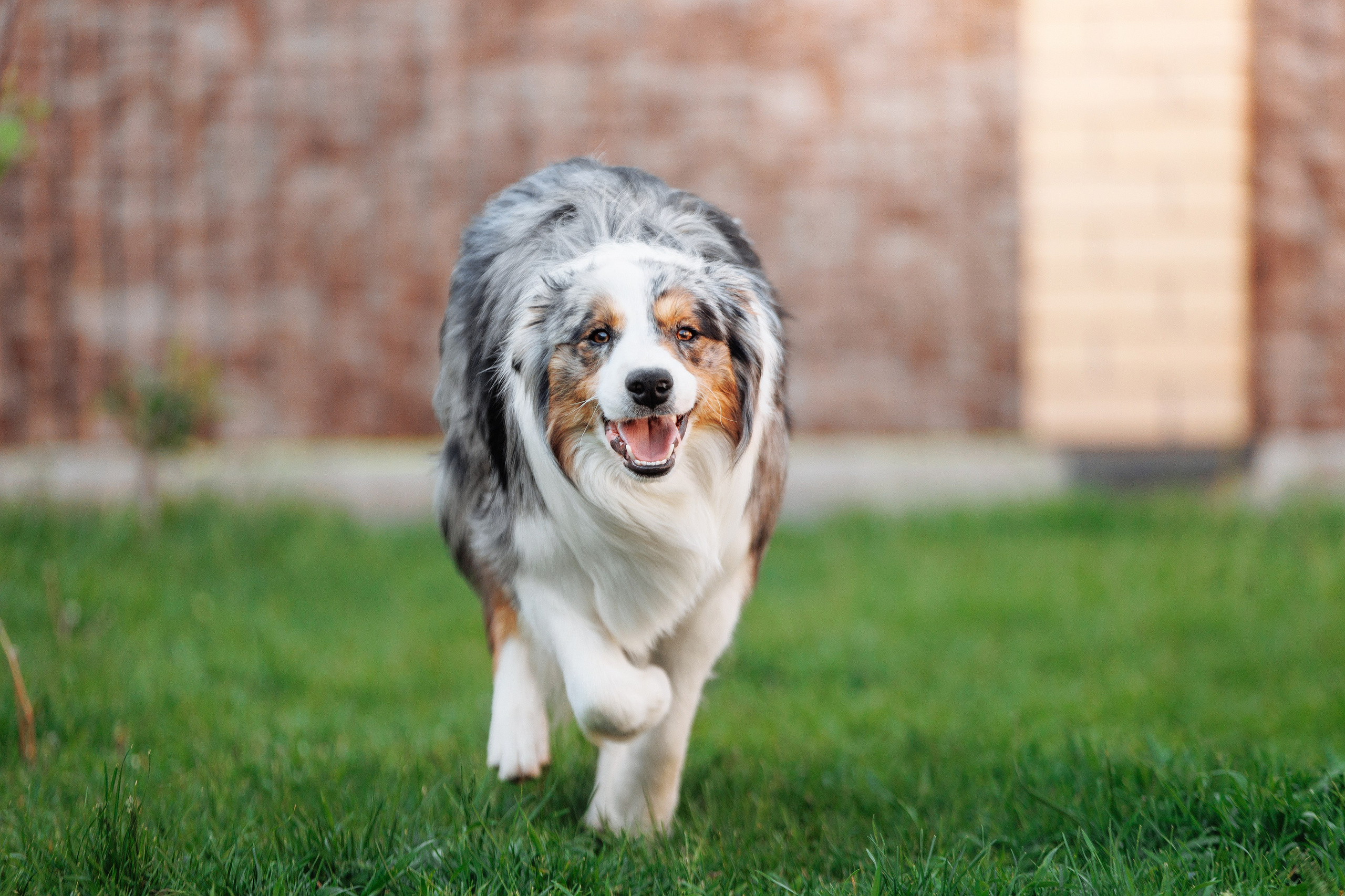 Пушистое. О нас