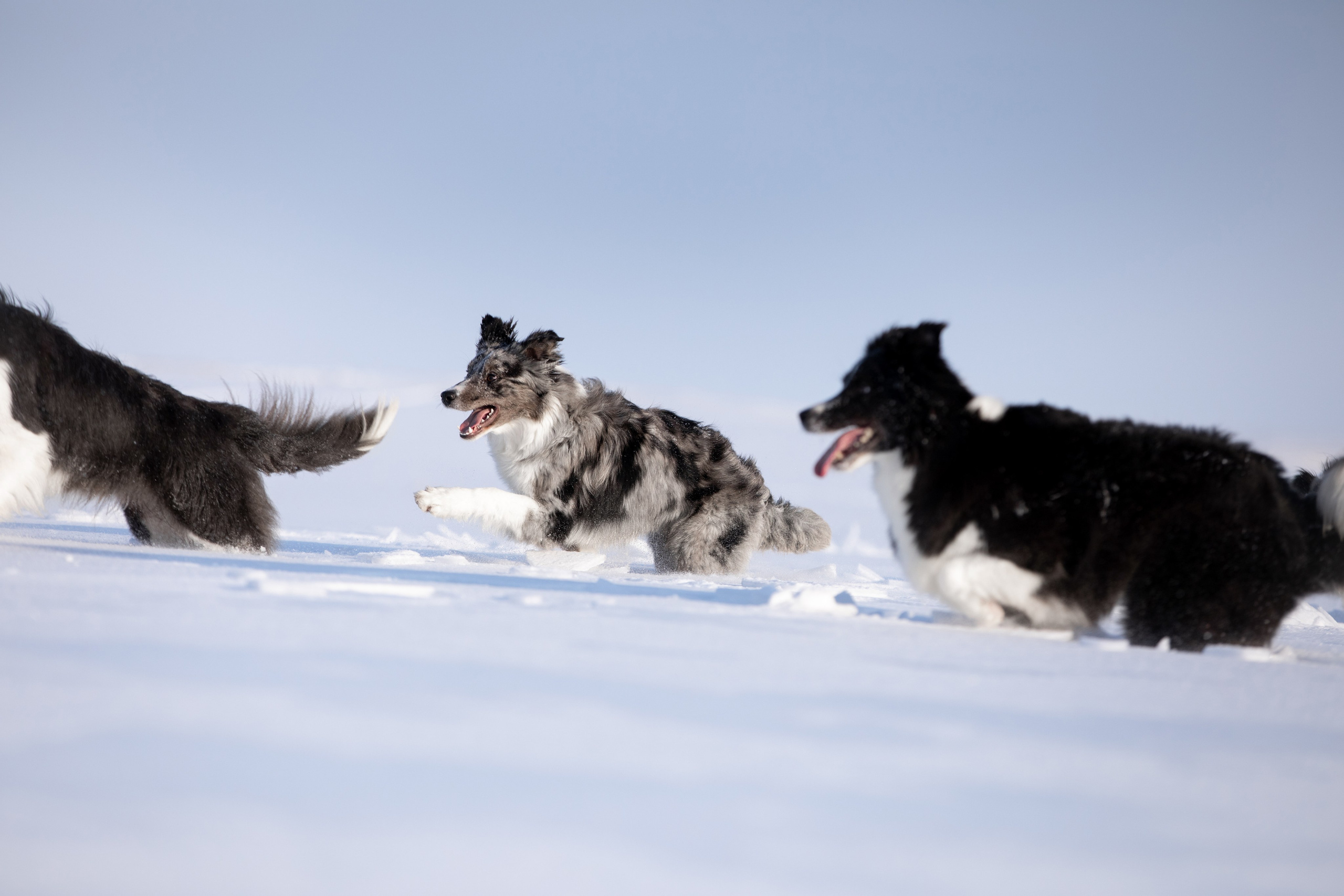 Мороз и солнце. О нас