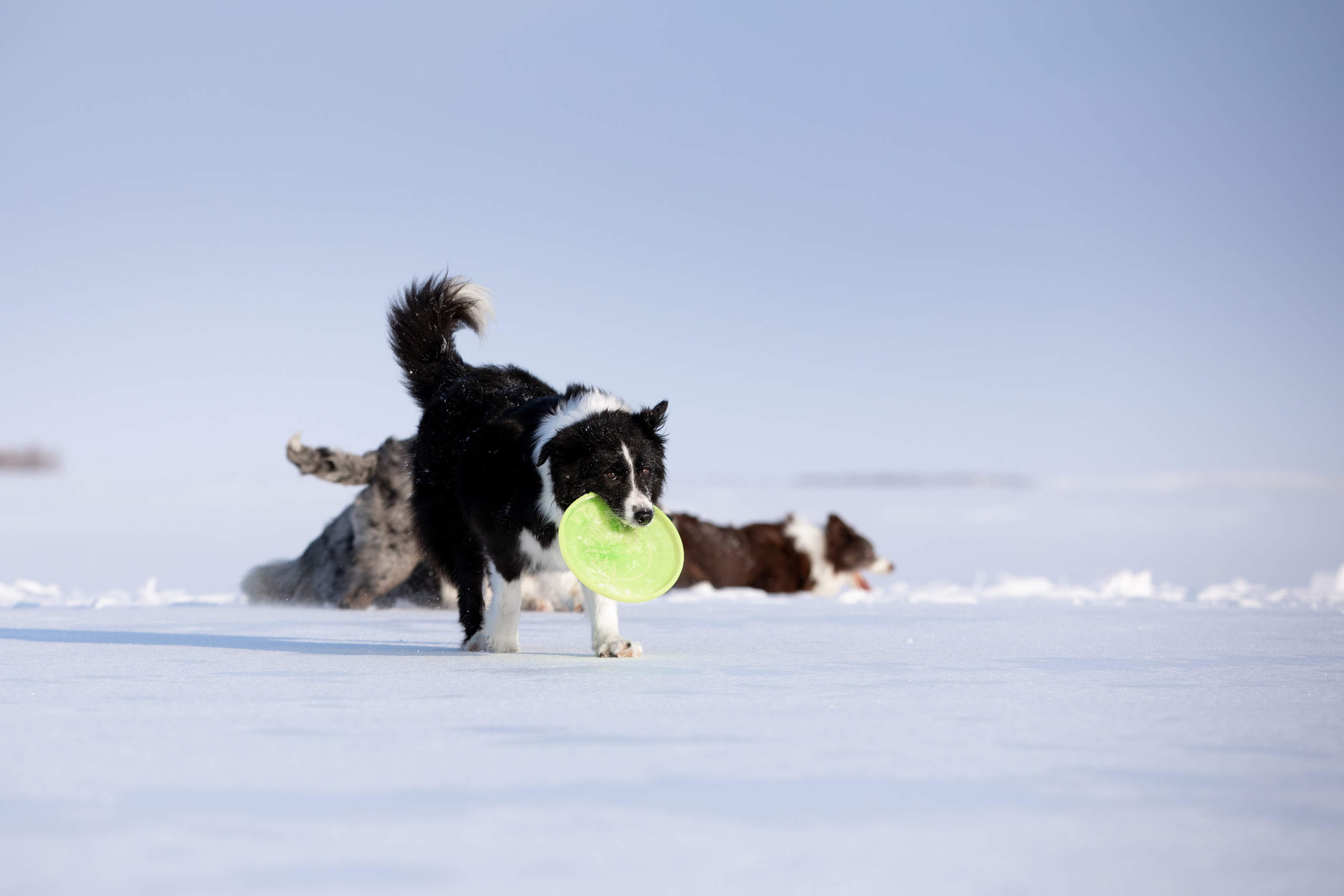 Мороз и солнце. О нас