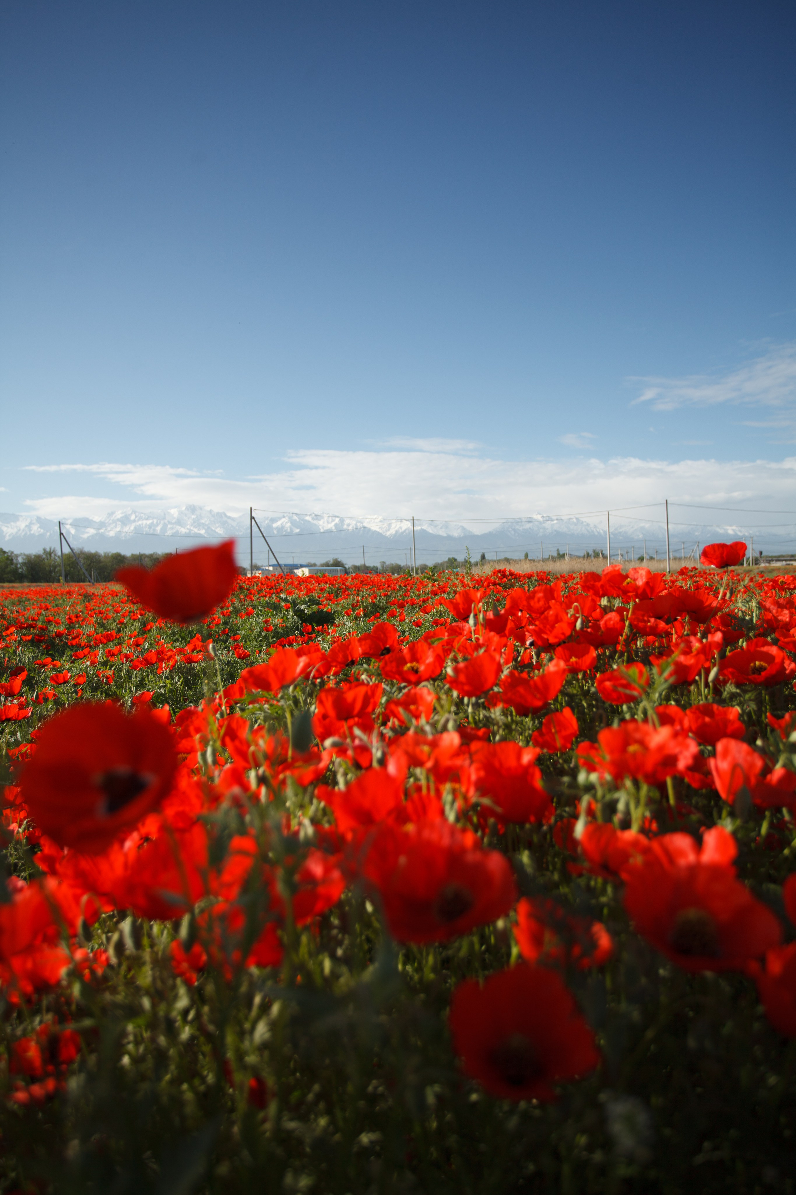 Весна. Экскурсии и туры по Алматы