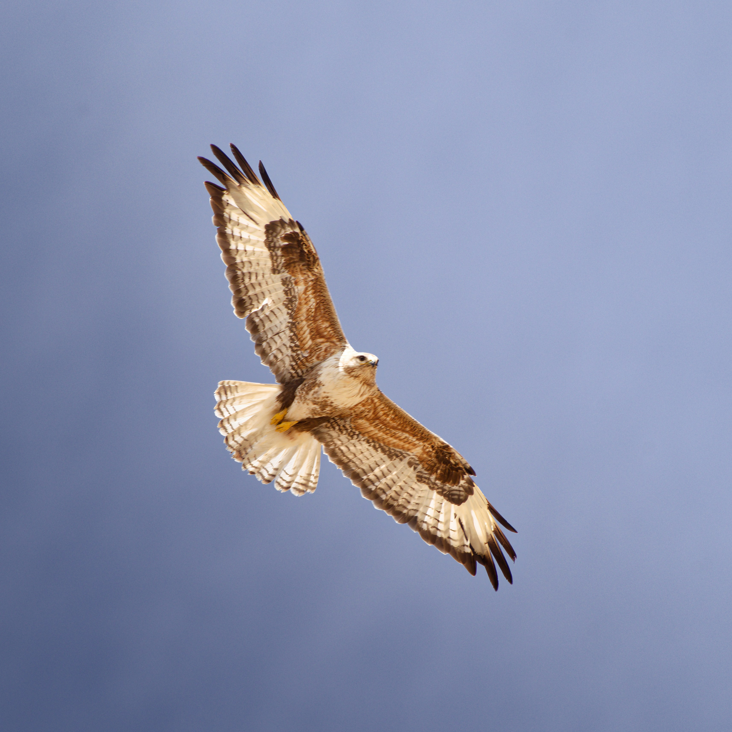 Экспедиция в Монголию (Гоби). Семоха Валерий. Фотограф