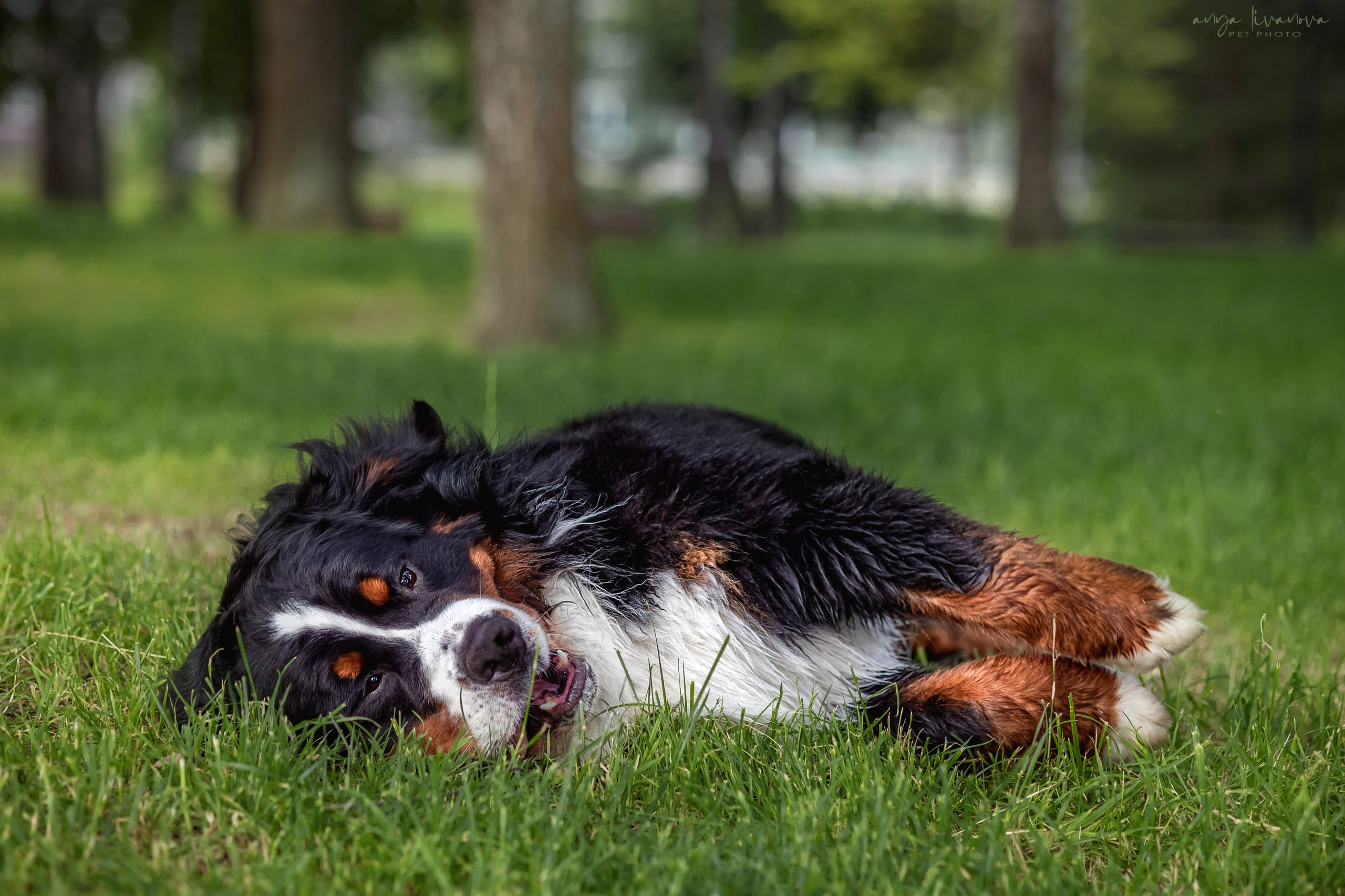 Маша и Буч. Фотограф анималист Аня Ливанова | Рыбинск