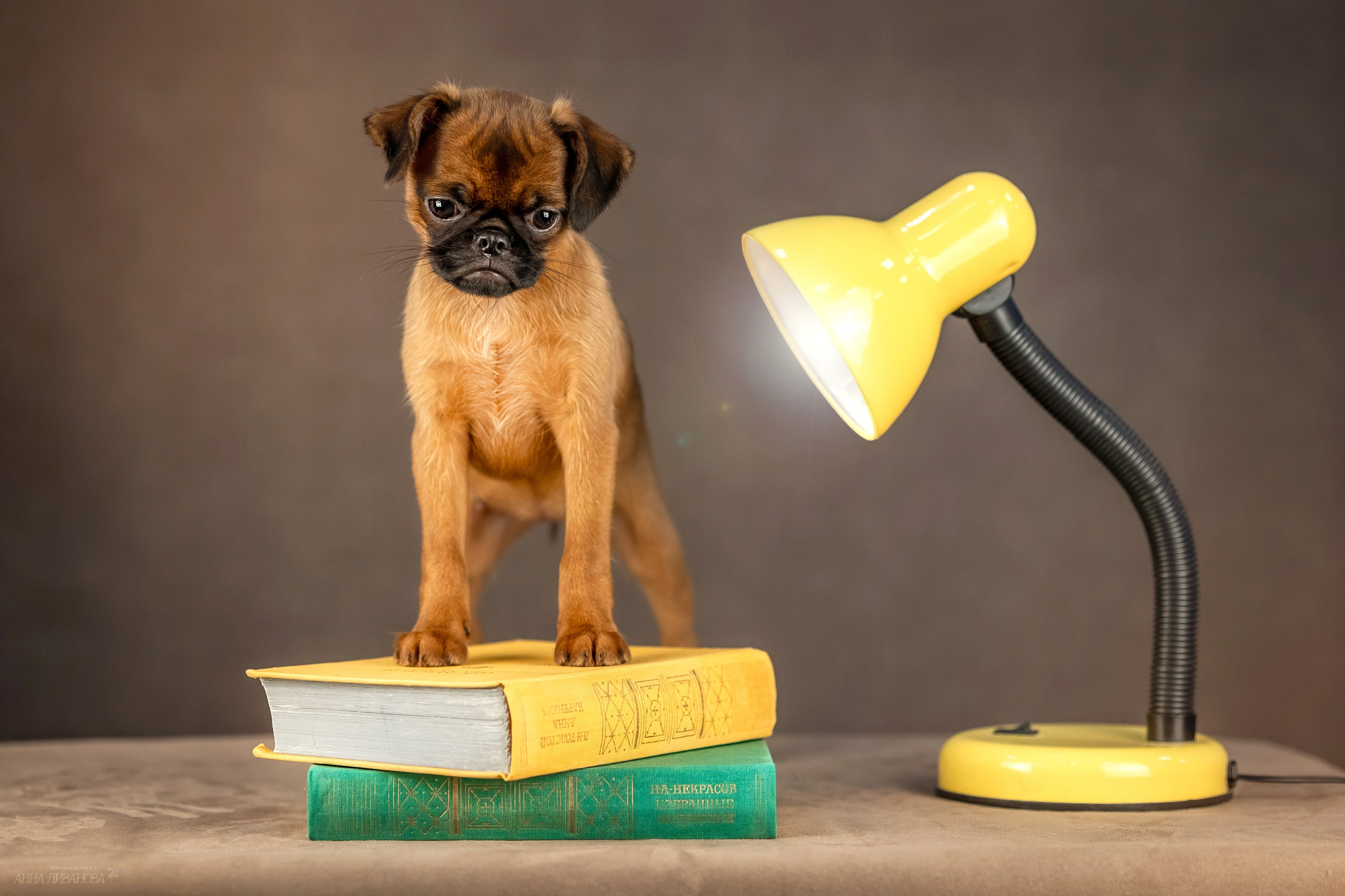 Гриффончики. Фотограф анималист Аня Ливанова | Рыбинск