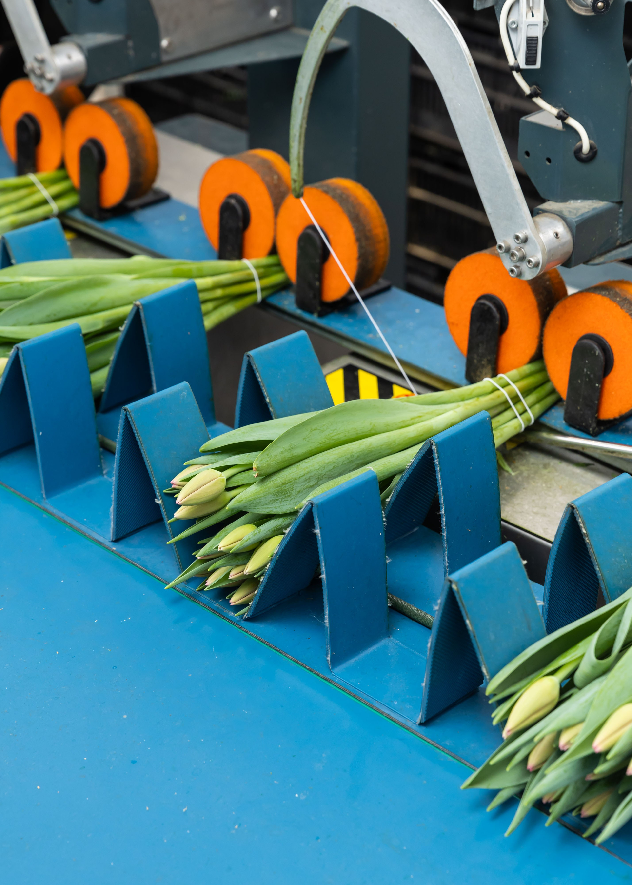 26.02.2026 Цветополис. ФОТОГРАФ ВИНОГРАДОВА ДАРЬЯ